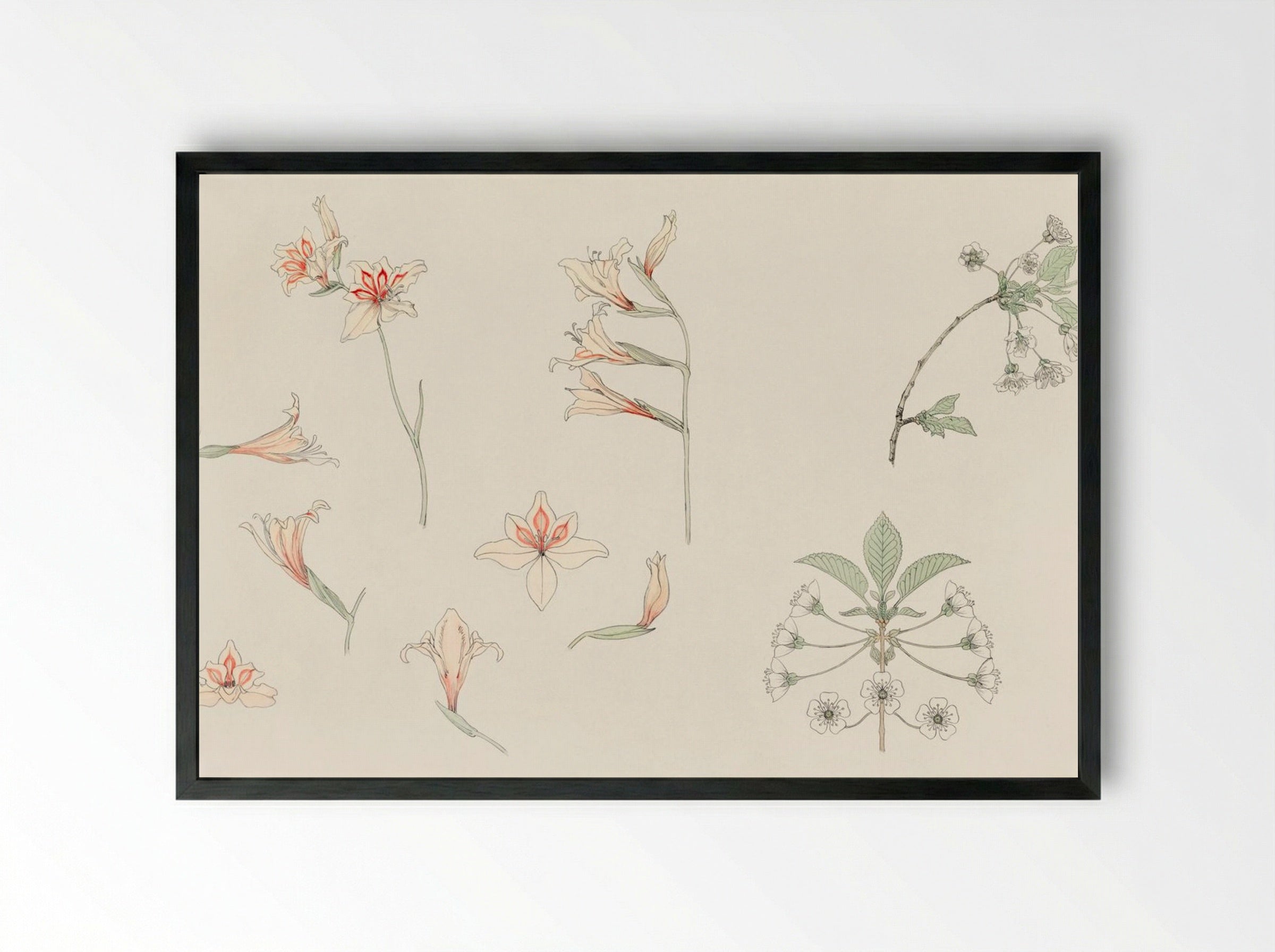 Study Sheet with Gladiolus and Apple Blossom - Julie de Graag - Framed Print Black