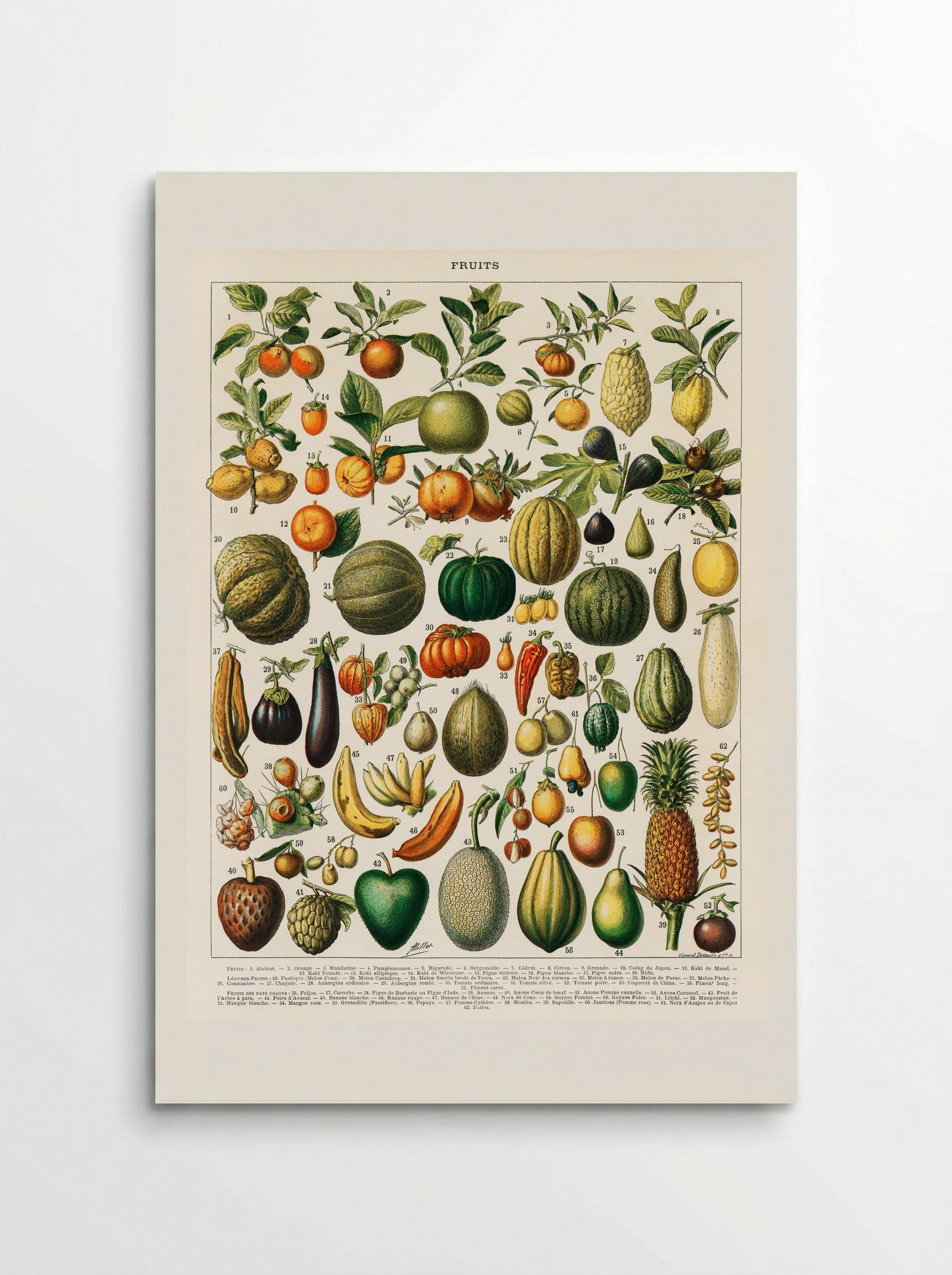 Fruits and Vegetables (Nouveau Larousse Illustré) - Pierre-Auguste Larousse - Poster