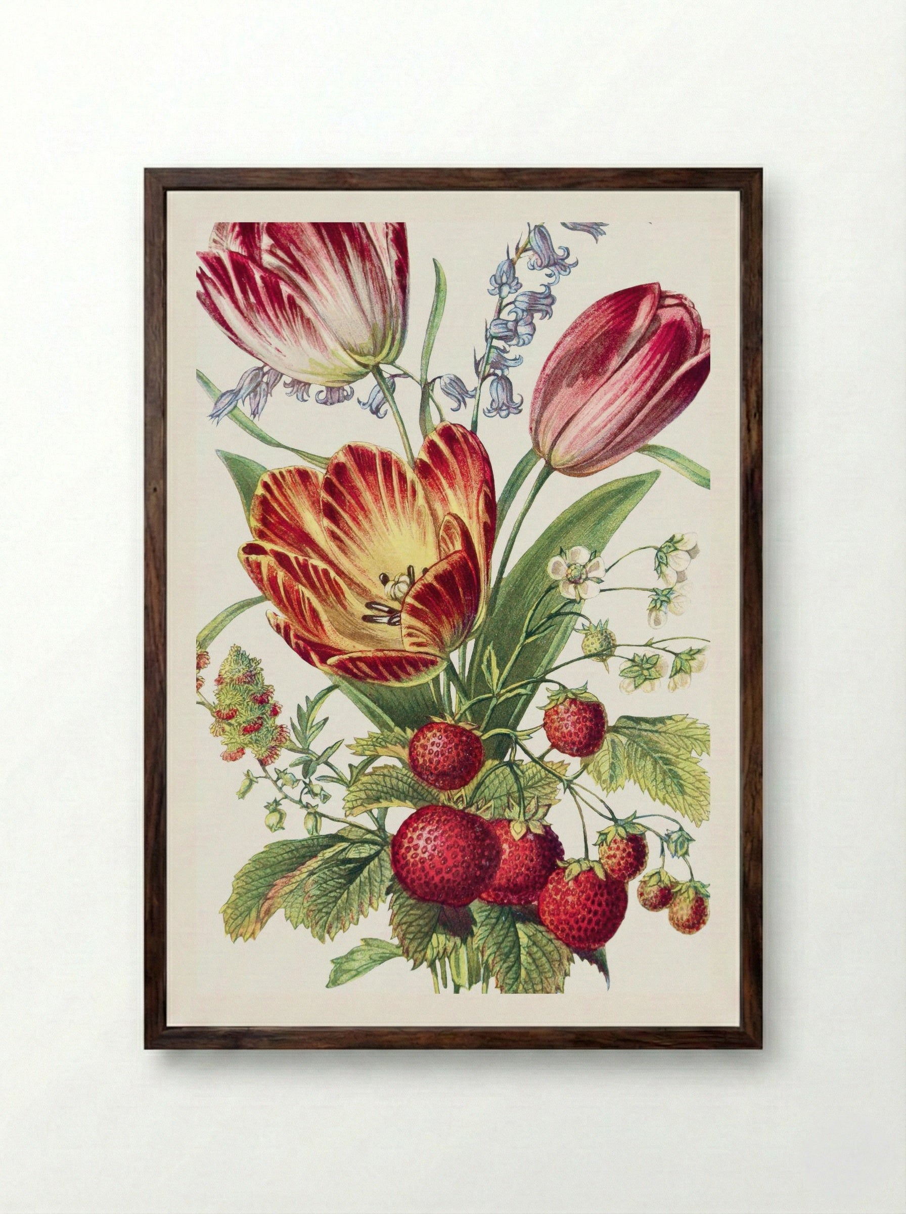 Strawberry, Mignonette, Tulip, and Blue Bell (1896) - Robert Tyas - Framed Print Dark Wood