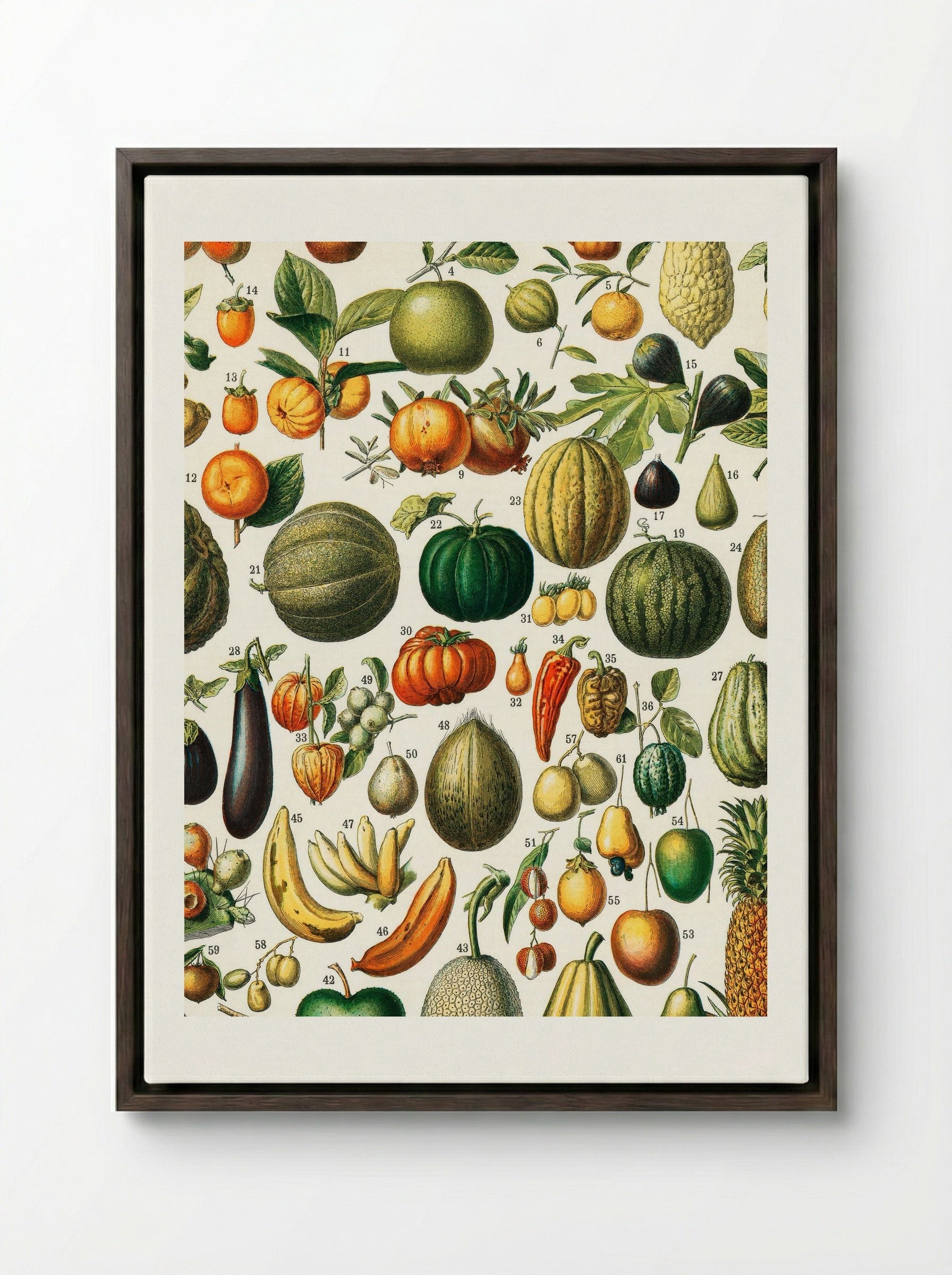 Fruits (from Nouveau Larousse Illustré) - Adolphe Millot - Framed Canvas Dark Wood