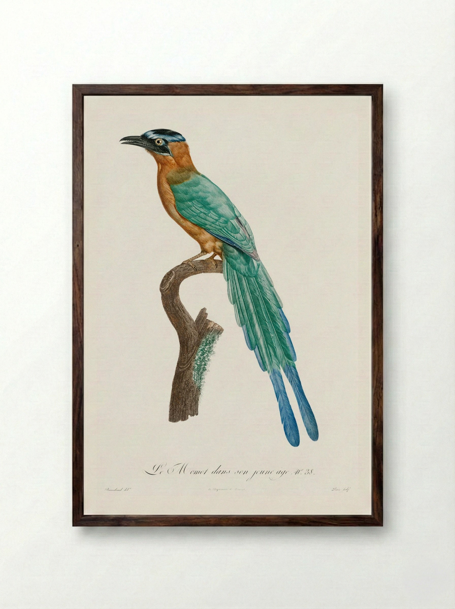 Young Motmot - Jacques Barraband - Framed Print Dark Wood