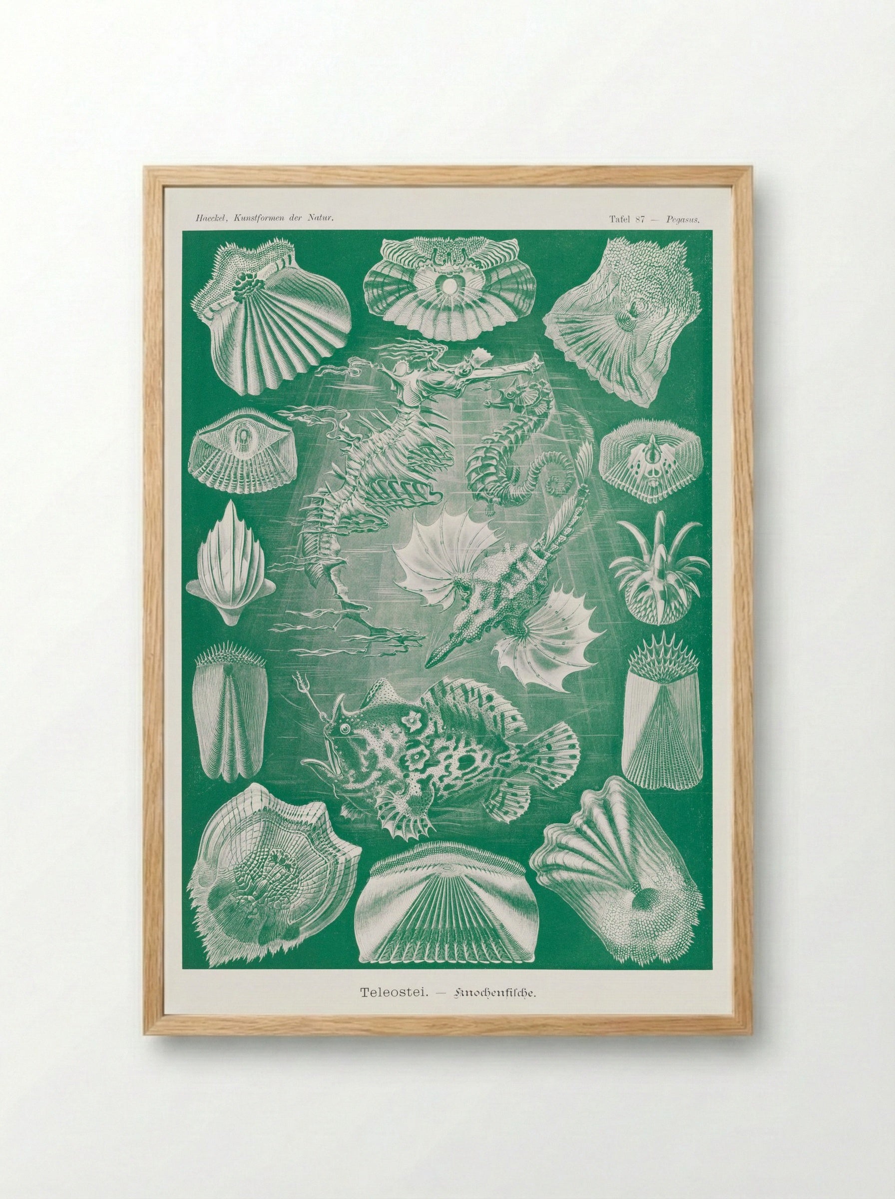 Teleostei-Knochenfische (1904) - Ernst Haeckel - Framed Print Wood