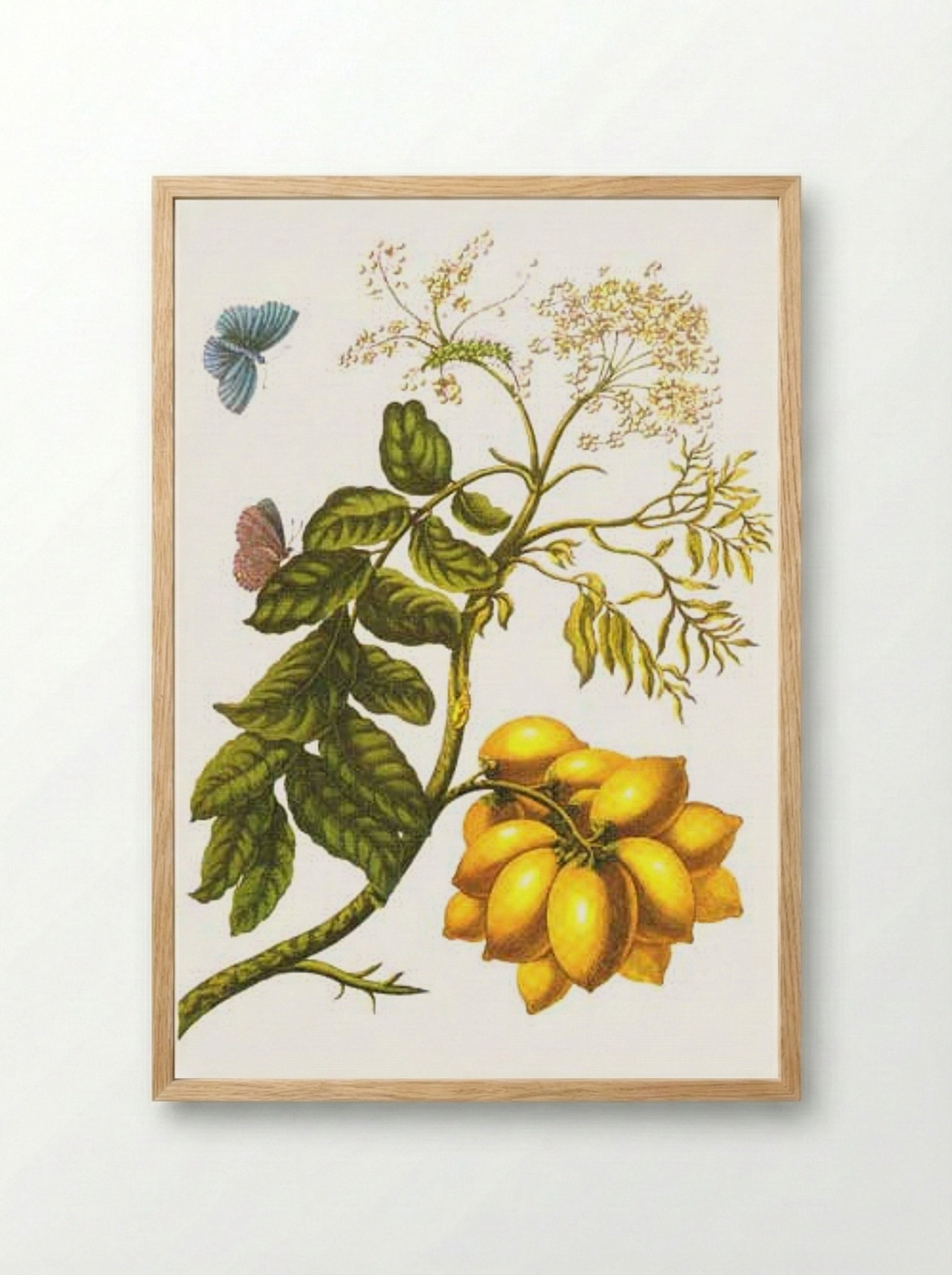 From Metamorphosis insectorum Surinamensium, Plate XIII. (Spondias purpurea) - Maria Sibylla Merian - Framed Print Wood