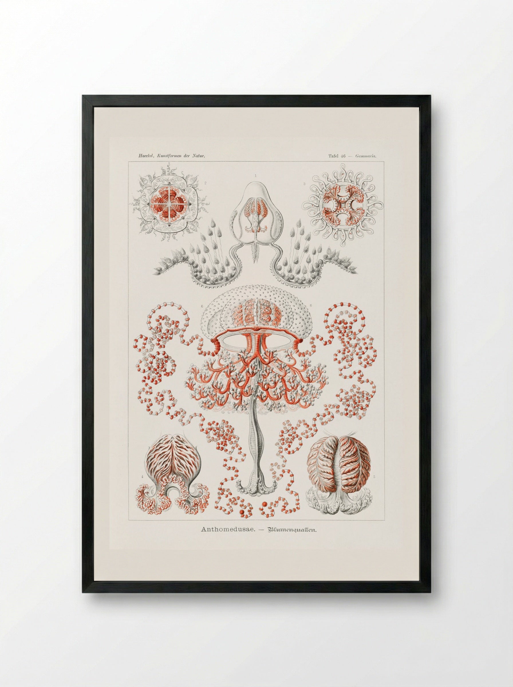 Anthomedusae-Blumenquallen (1904) - Ernst Haeckel - Framed Print Black