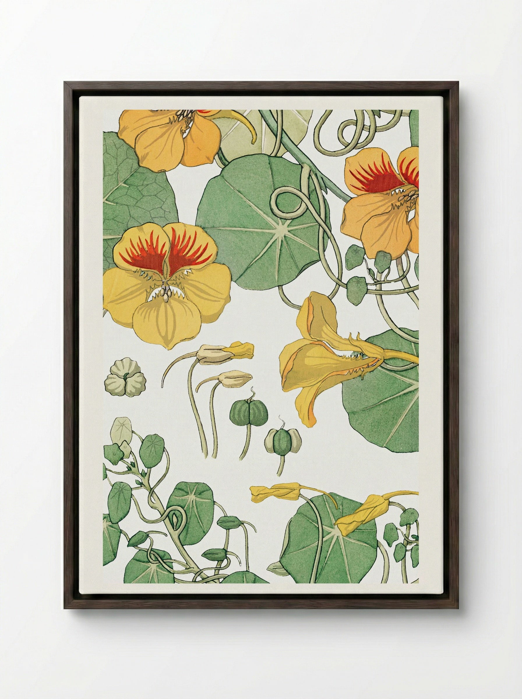 Capucine (Nasturtium) - Maurice Pillard Verneuil - Framed Canvas Dark Wood