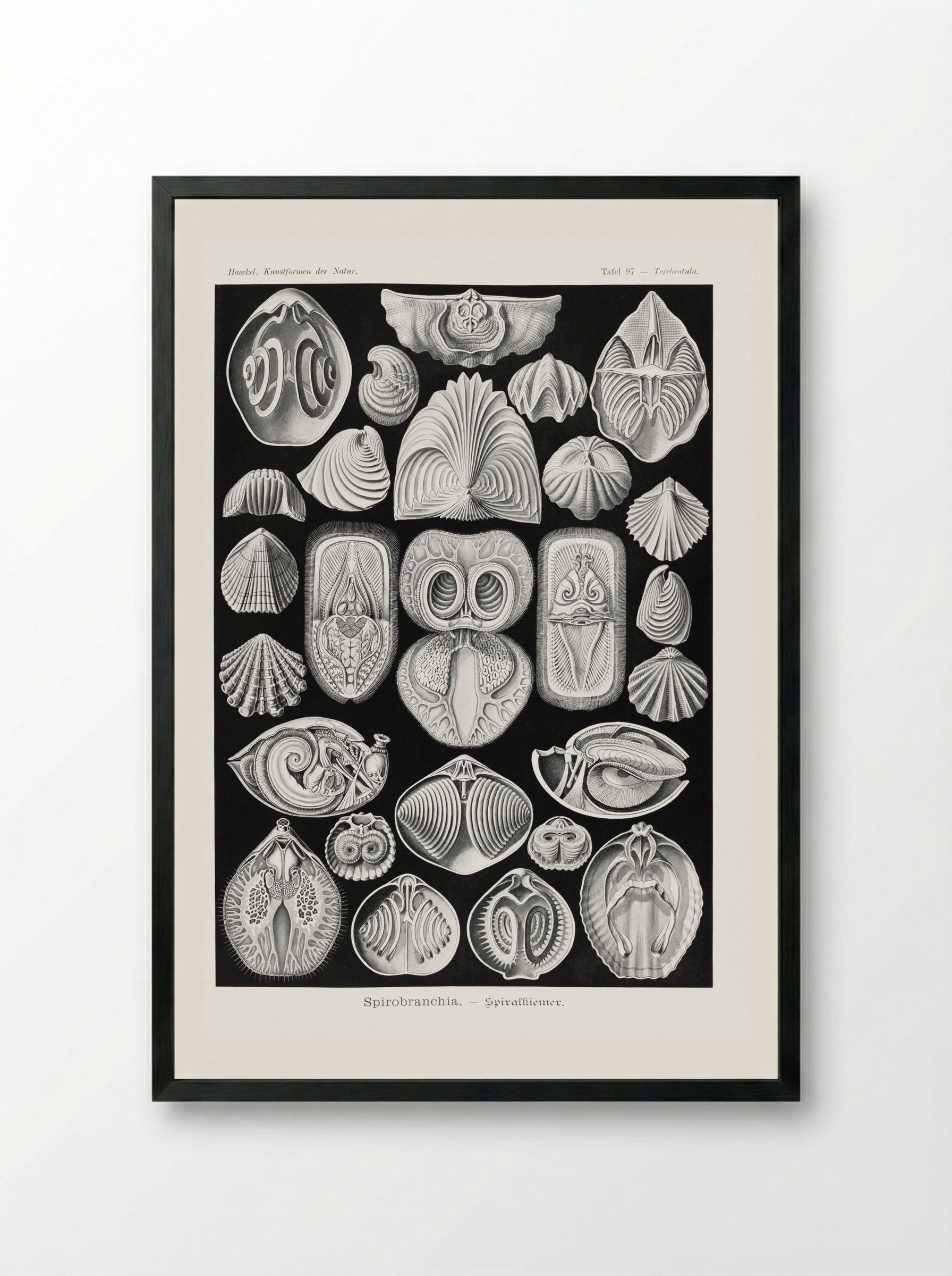 Spirobranchia-Spiralkiemer (1904) - Ernst Haeckel - Framed Print Black
