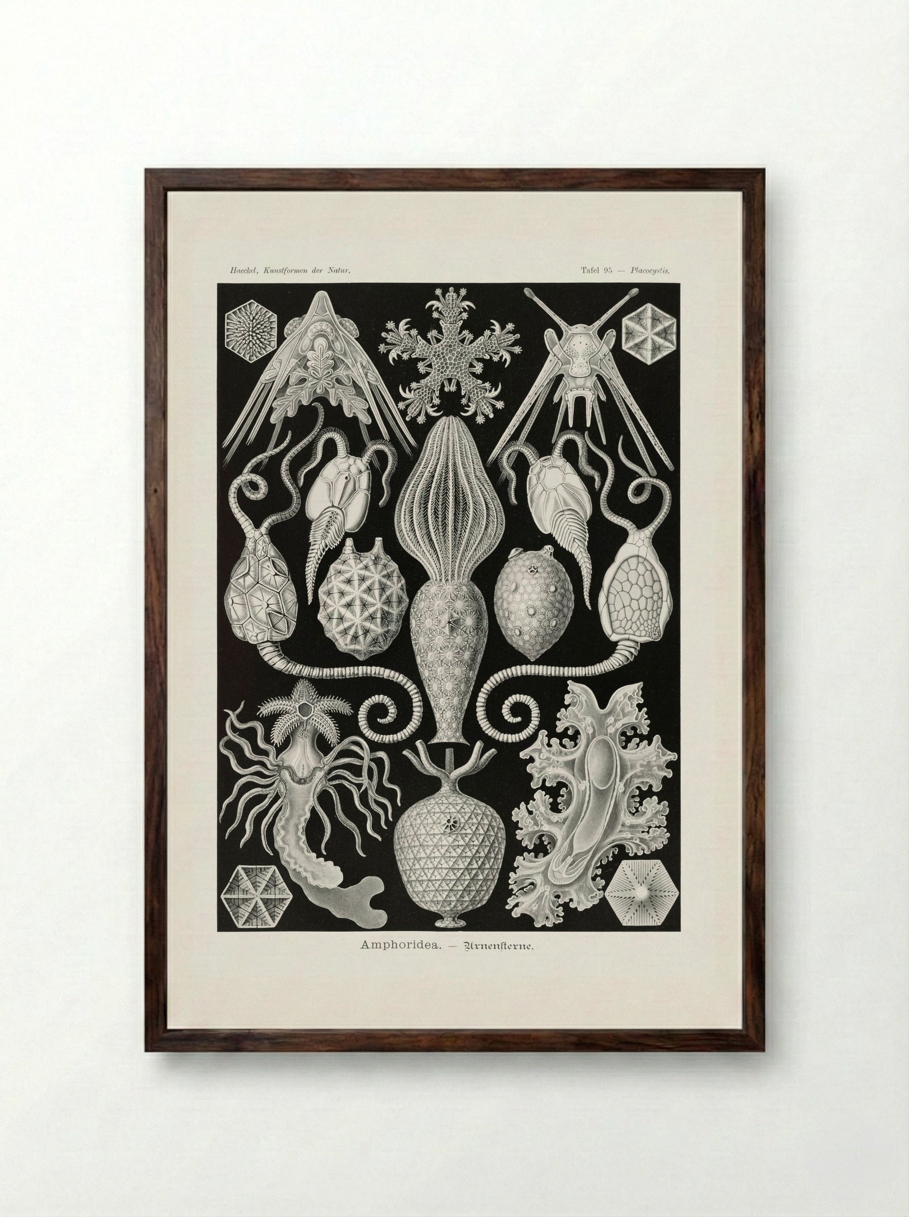 Amphoridea-Urnensterne (1904) - Ernst Haeckel - Framed Print Dark Wood