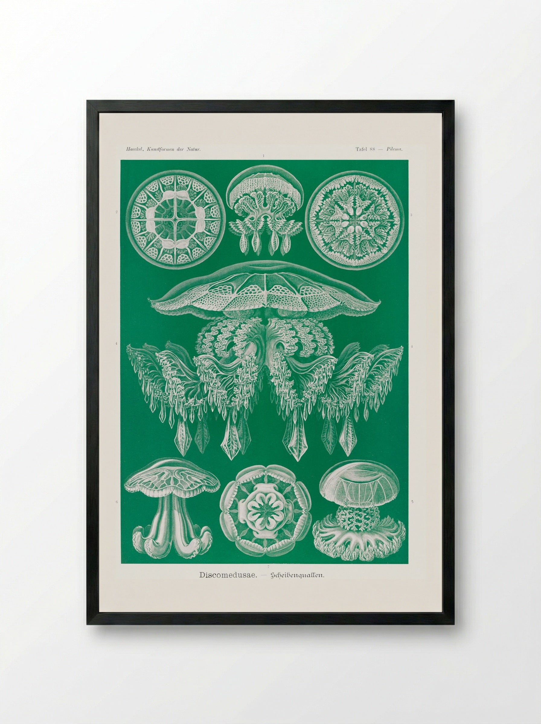 Discomedusae-Scheibenquallen (1904) - Ernst Haeckel - Framed Print Black