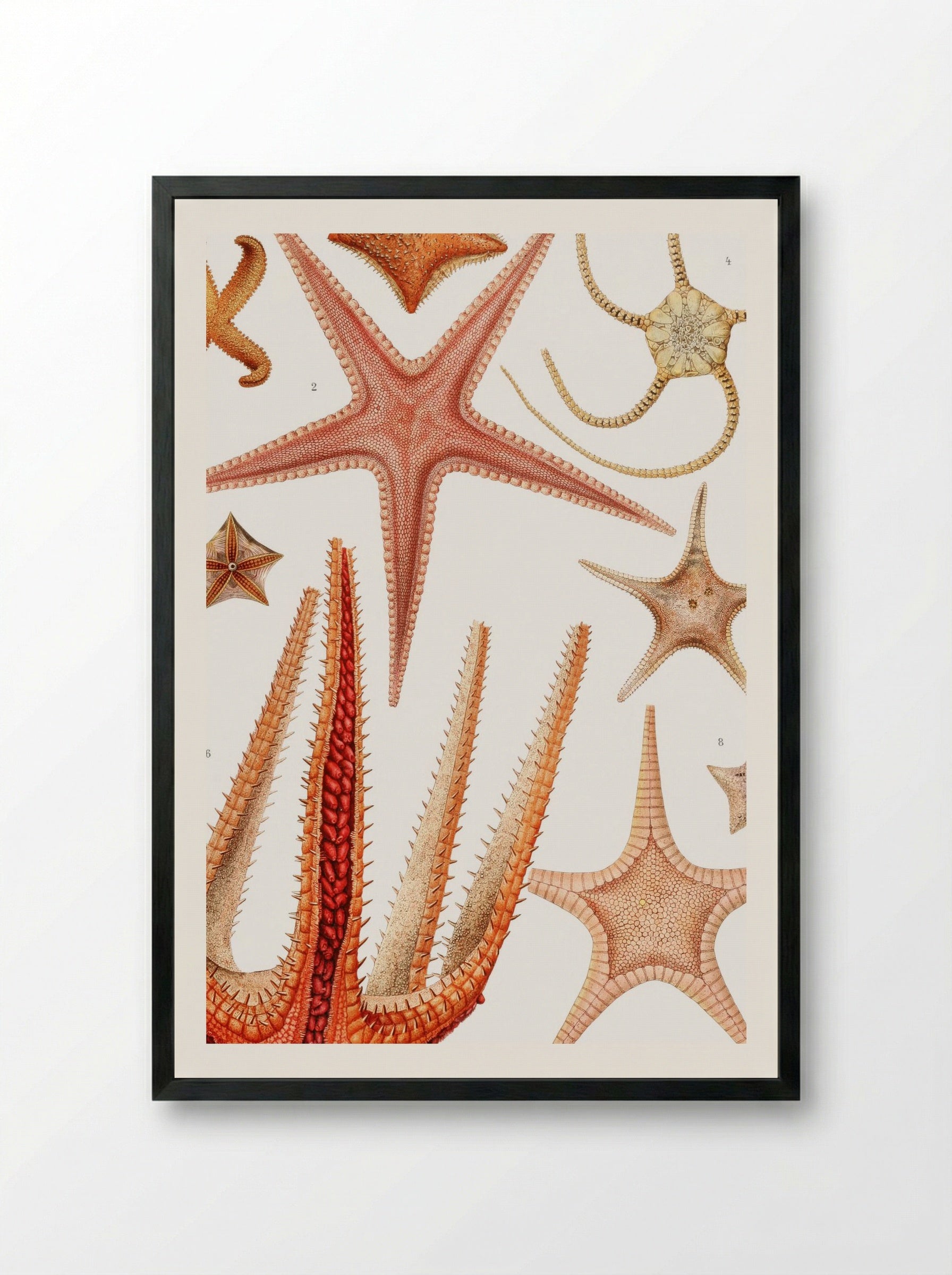 Starfish Varieties - Albert I of Monaco - Framed Print Black
