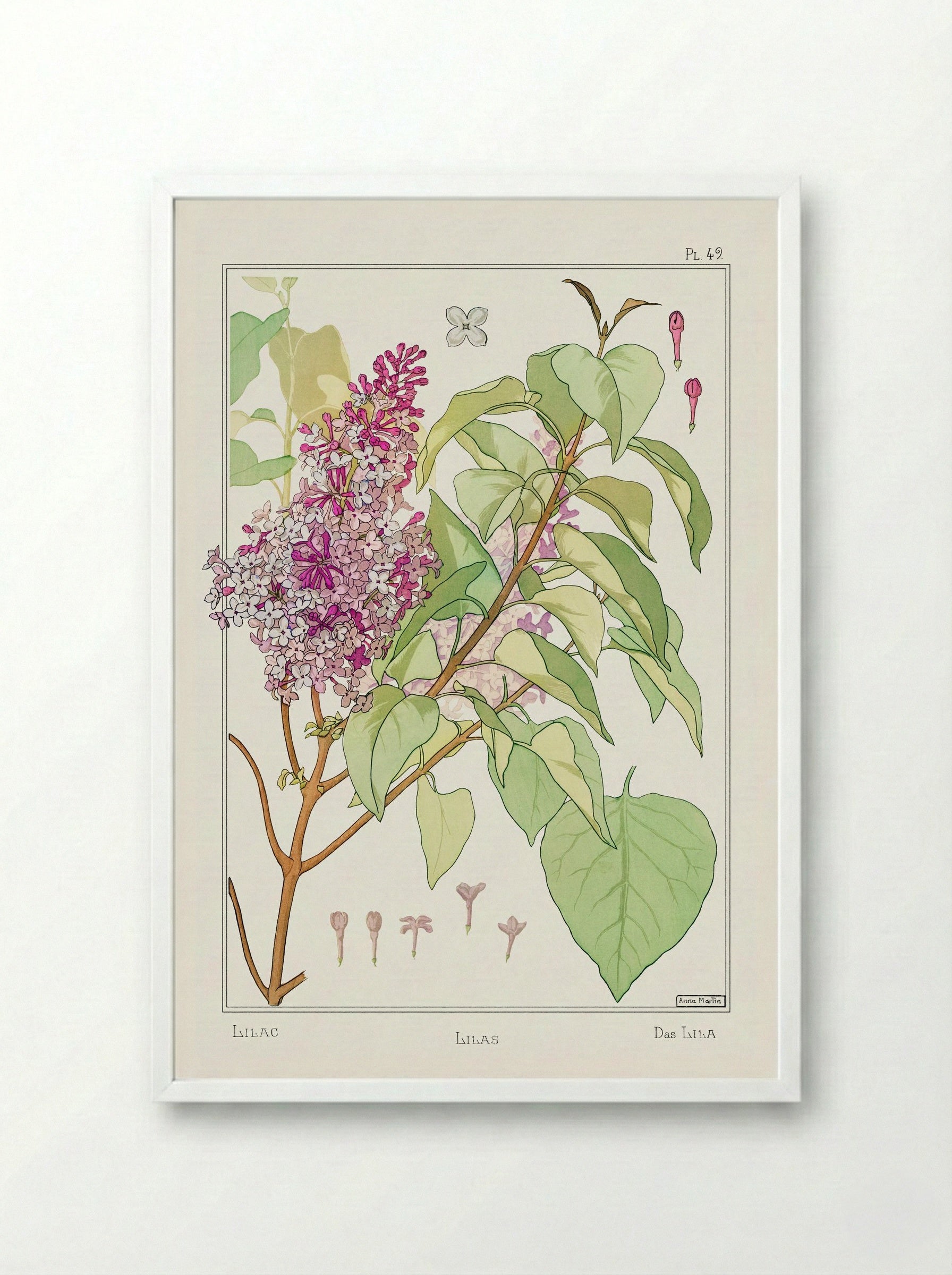 Lilas (Lilac) from La Plante et ses Applications ornementales - Maurice Pillard Verneuil - Framed Print White