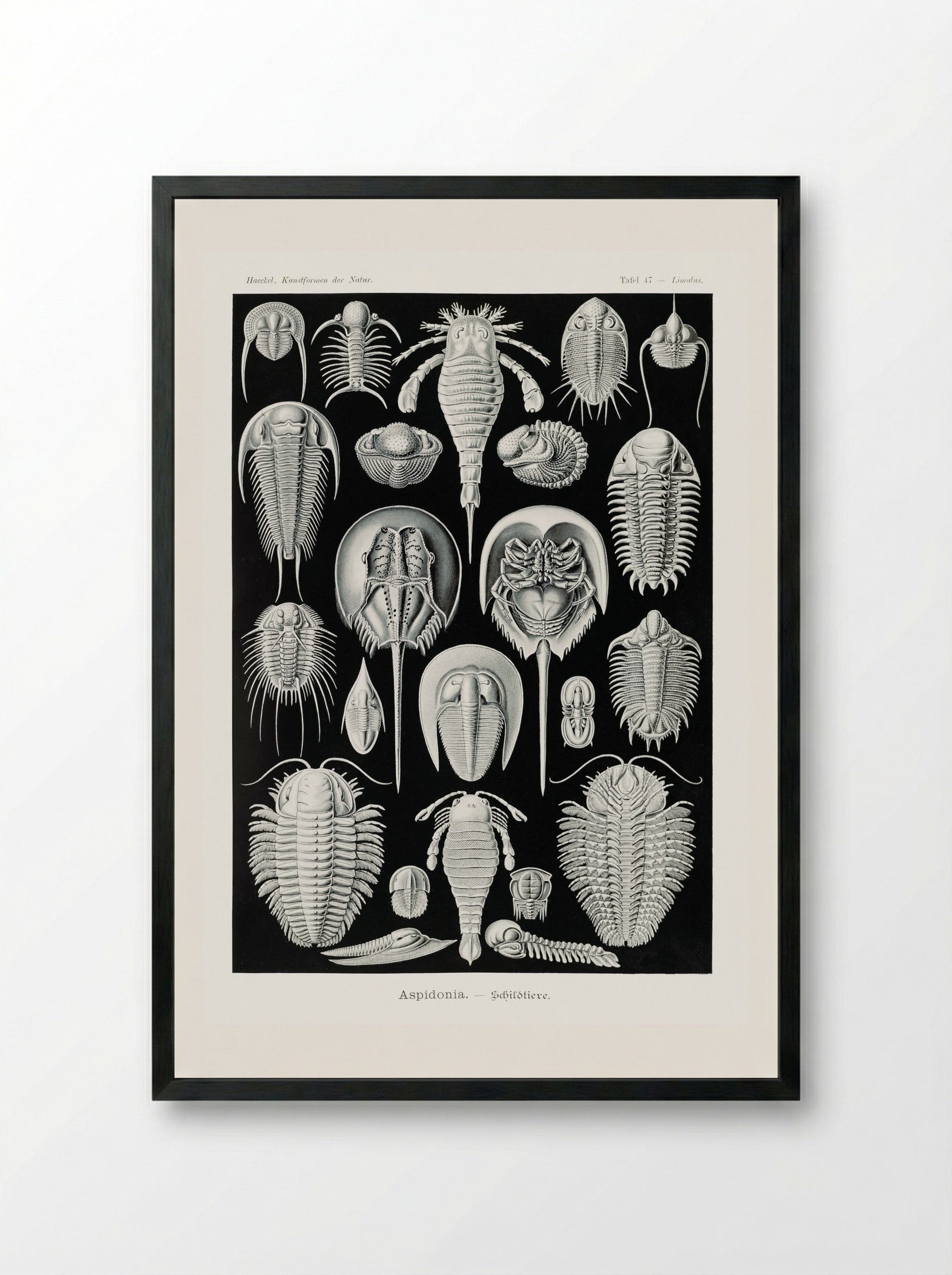 Aspidonia-Schildtiere (1904) - Ernst Haeckel - Framed Print Black