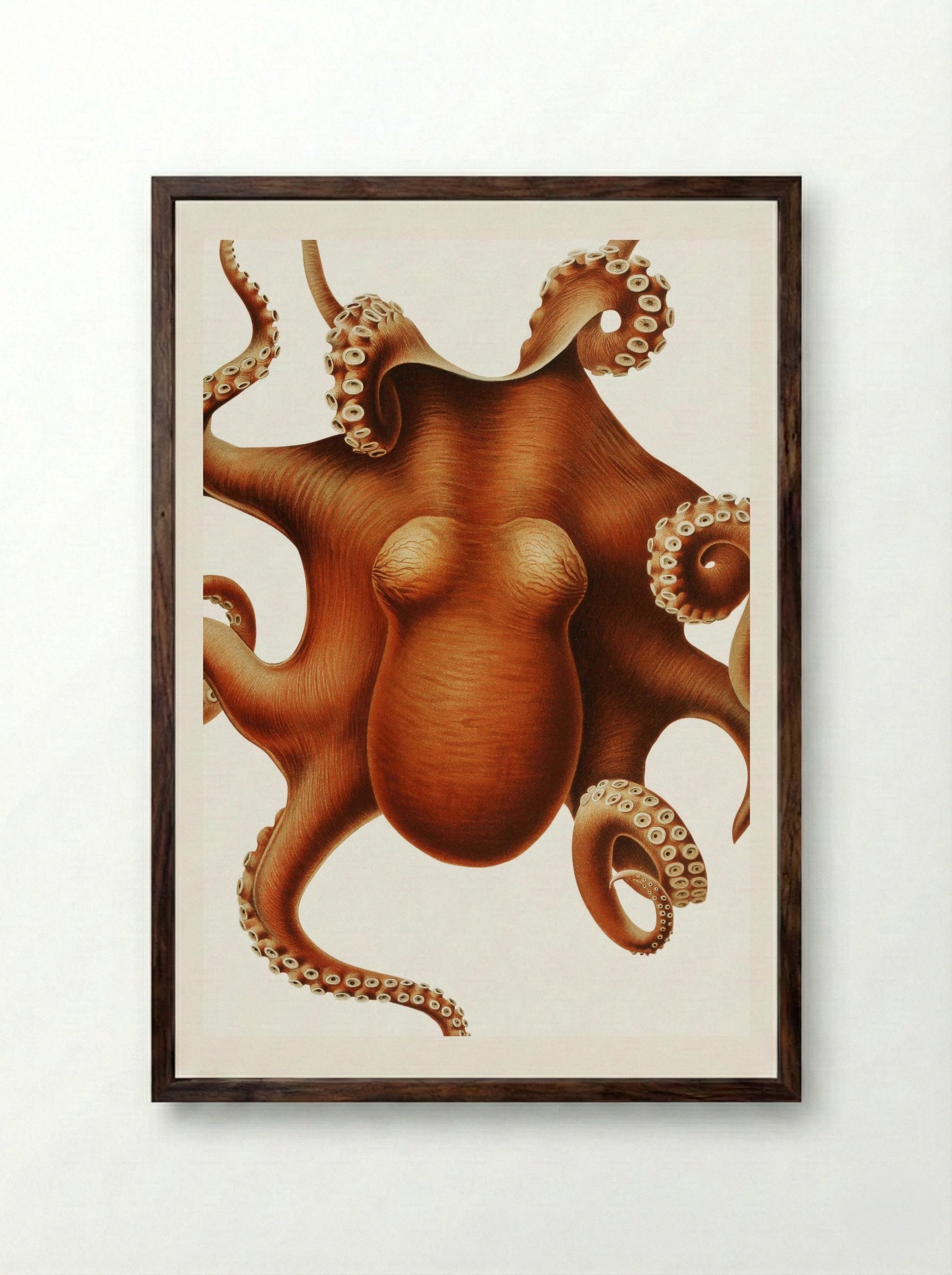 Octopus illustration (1898-1899) - Carl Chun - Framed Print Dark Wood