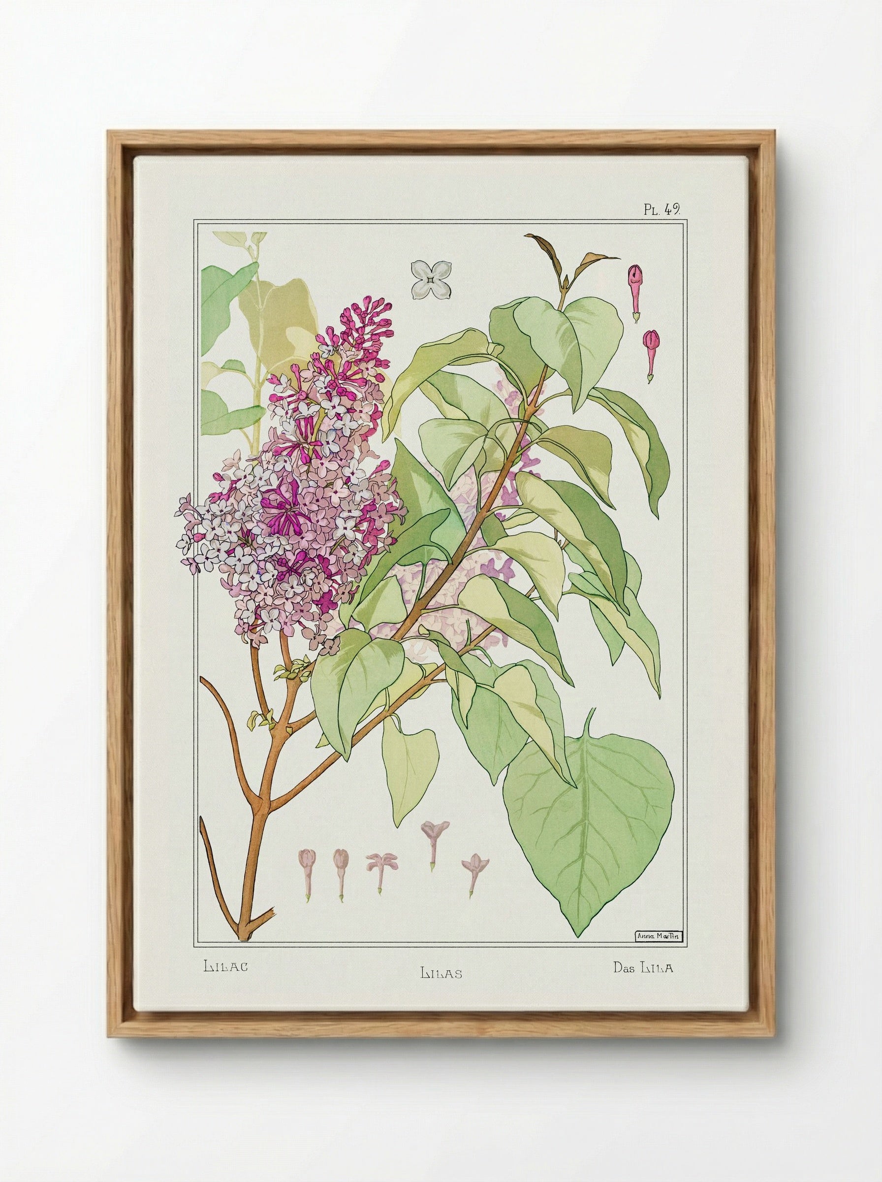 Lilas (Lilac) from La Plante et ses Applications ornementales - Maurice Pillard Verneuil - Framed Canvas Wood
