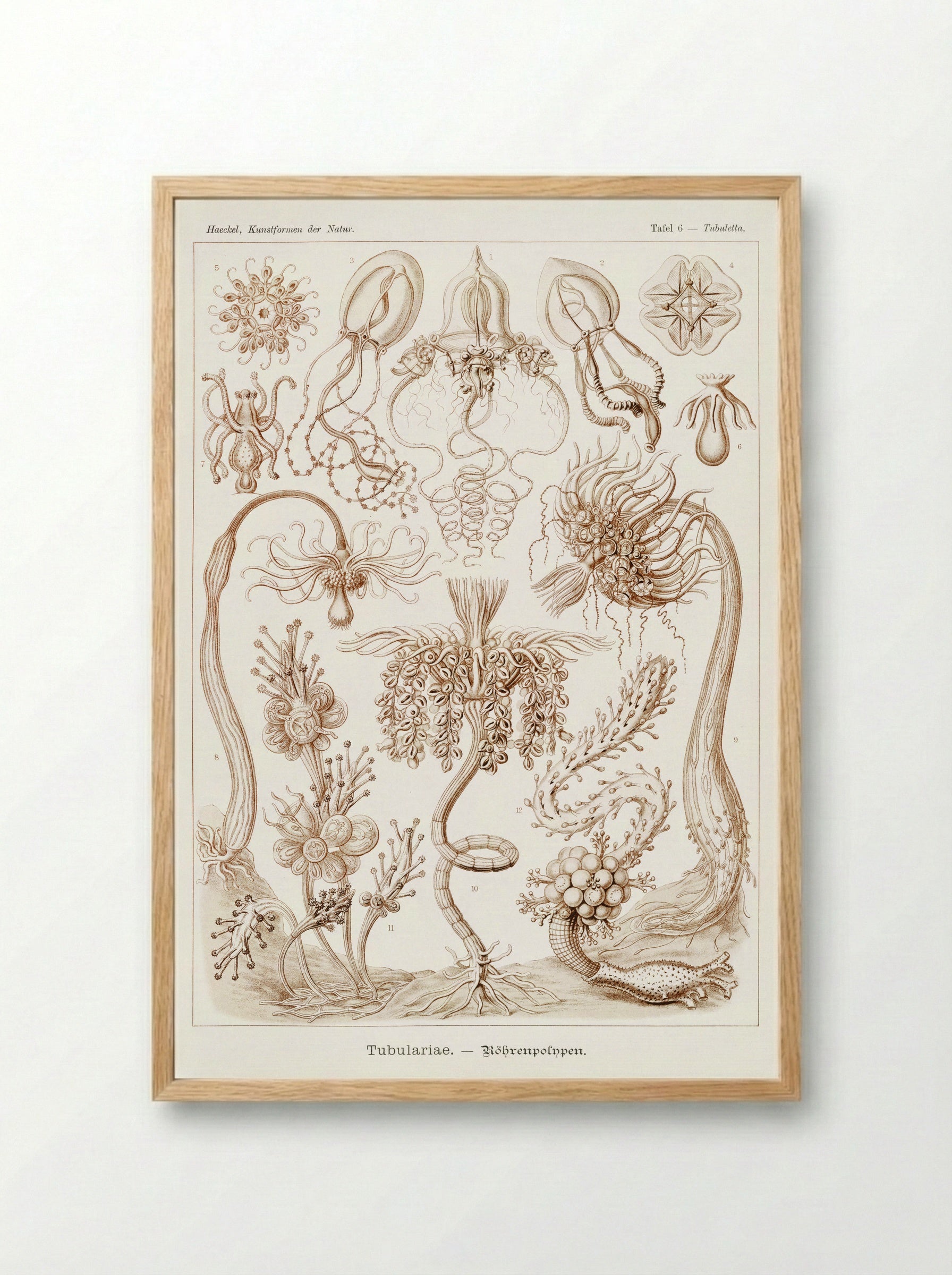 Diatomea-Schachtellinge (1904) - Ernst Haeckel - Framed Print Wood