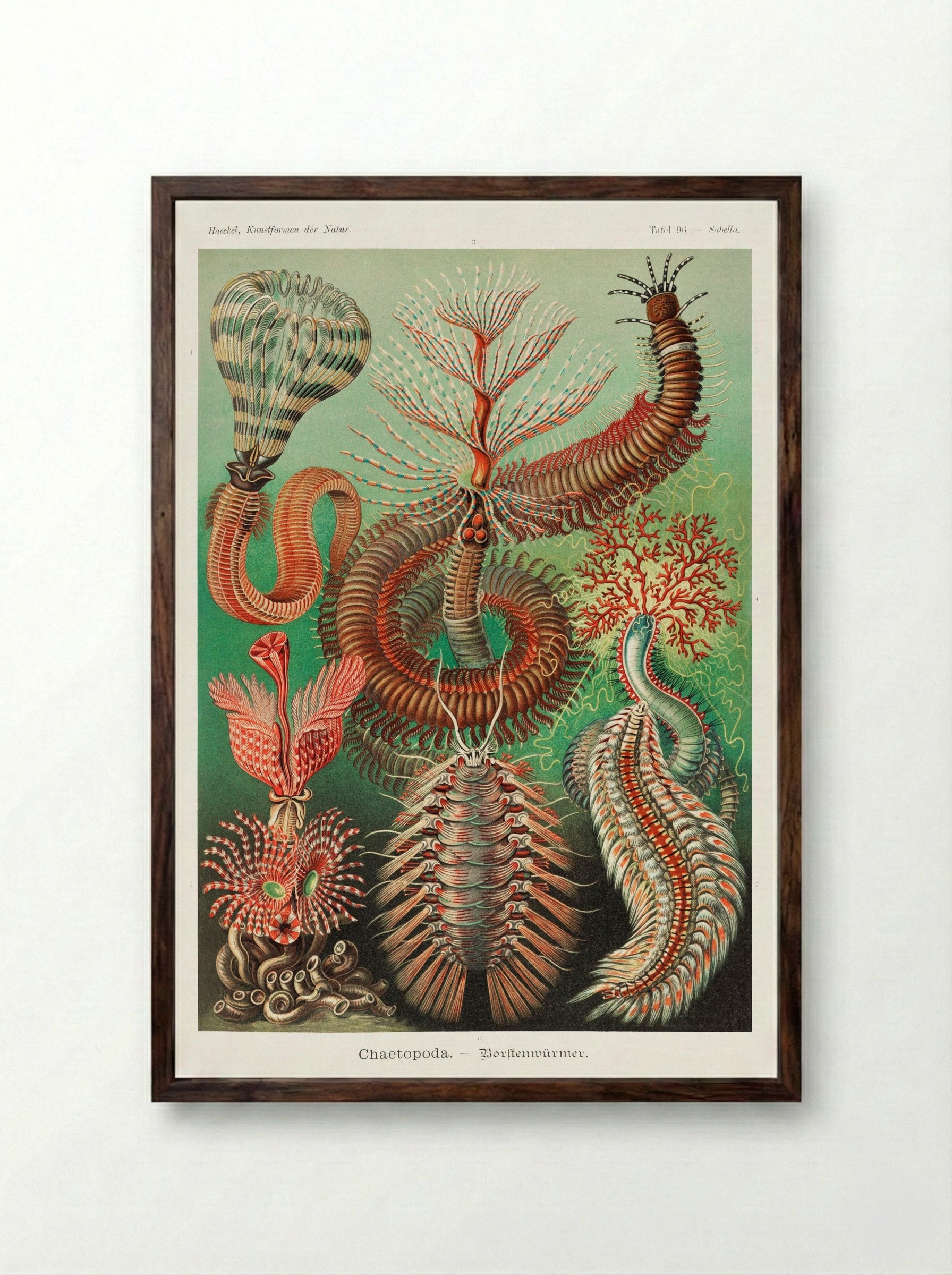 Chaetopoda-Borstenwürmer (1904) - Ernst Haeckel - Framed Print Dark Wood