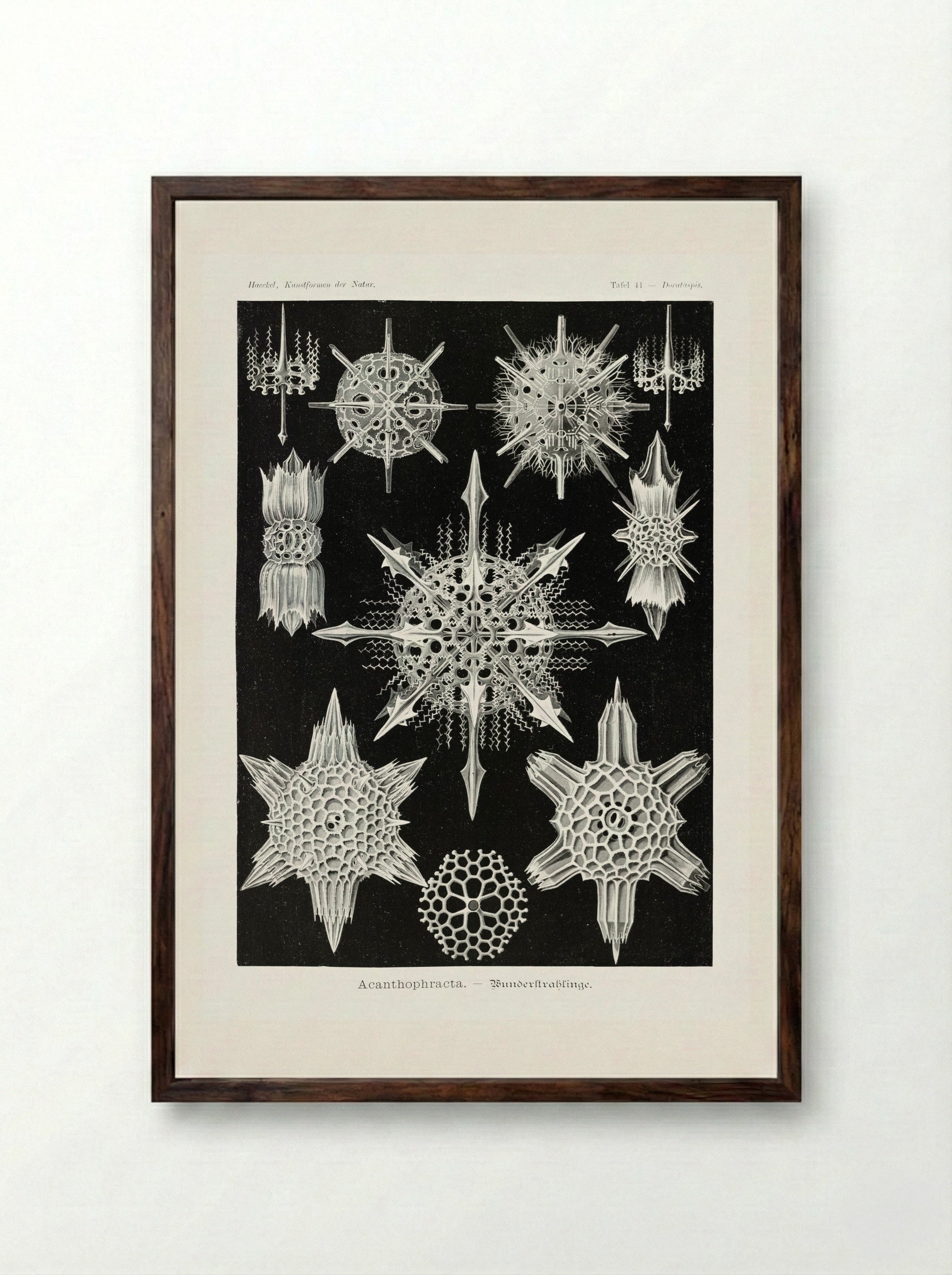 Acanthophracta-Wunderstrahlinge (1904) - Ernst Haeckel - Framed Print Dark Wood