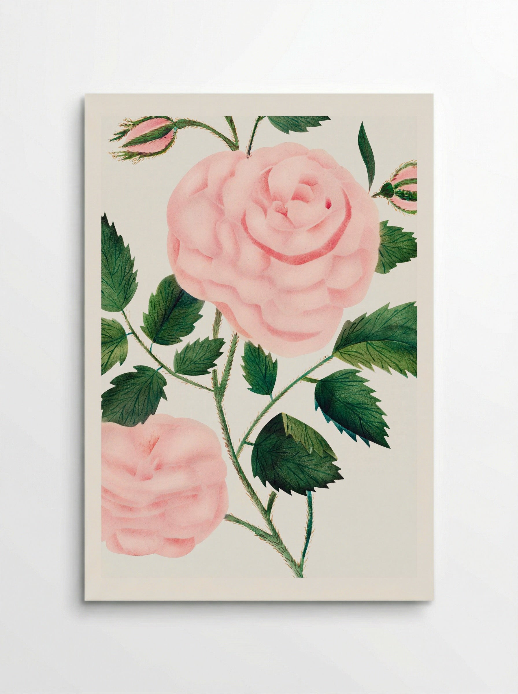 Damask Rose - Mary Altha Nims - Poster