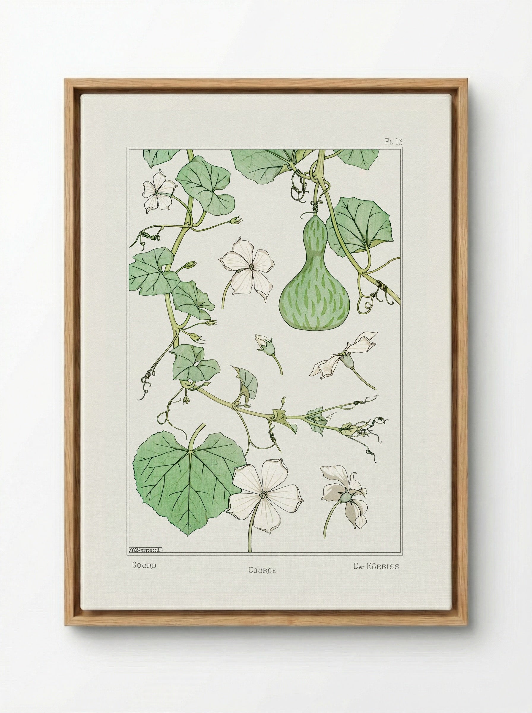 Courge (White-Flowered Gourd) - Maurice Pillard Verneuil - Framed Canvas Wood