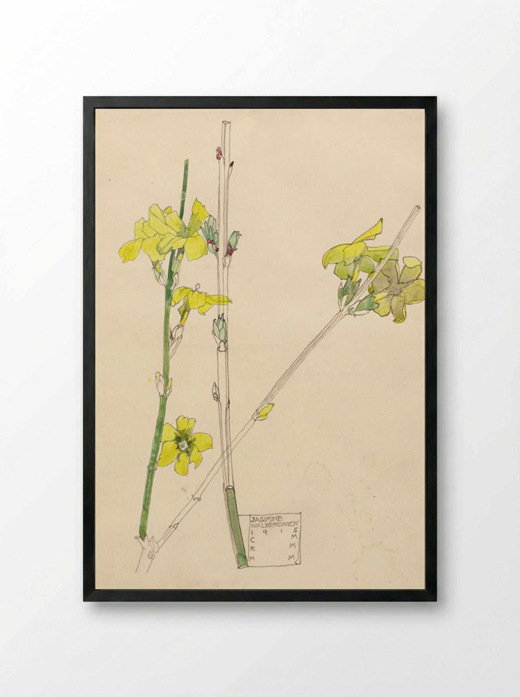 Jasmine (Botanical Study) - Fine Art Print - Framed Print Black