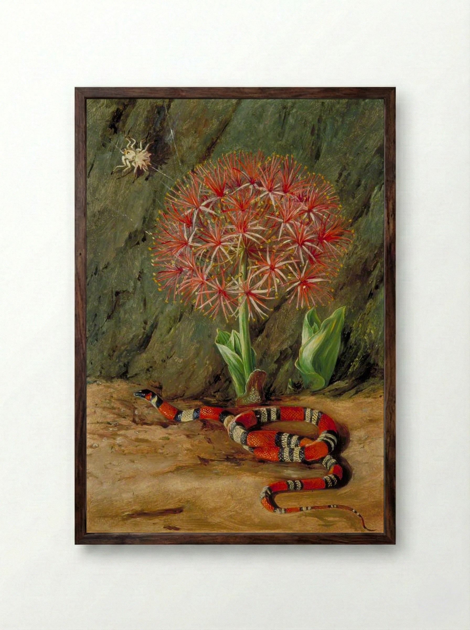 Flor Imperiale, Coral Snake and Spider, Brazil - Marianne North - Framed Print Dark Wood