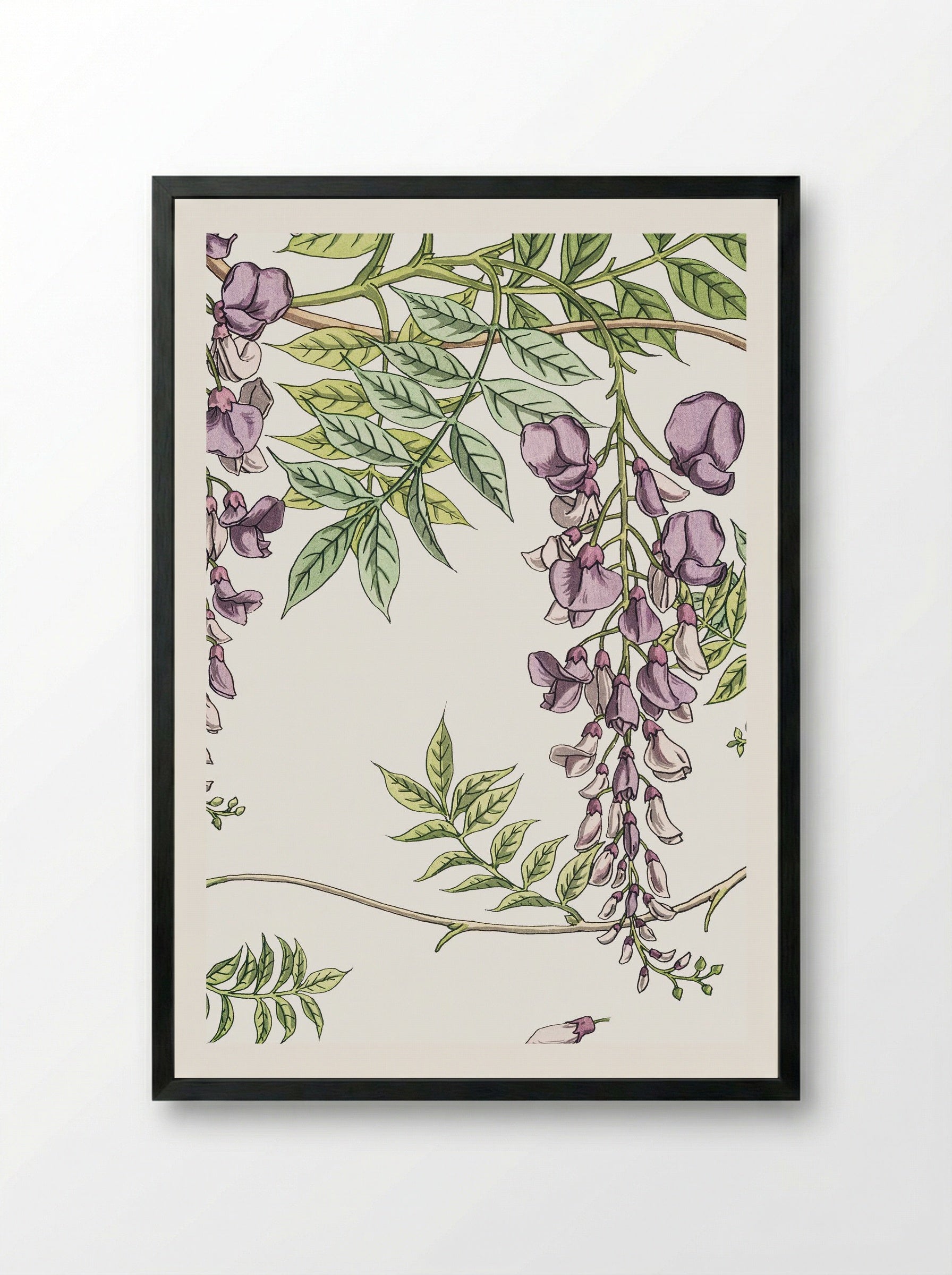 Glycine, Wisteria - Maurice Pillard Verneuil - Framed Print Black
