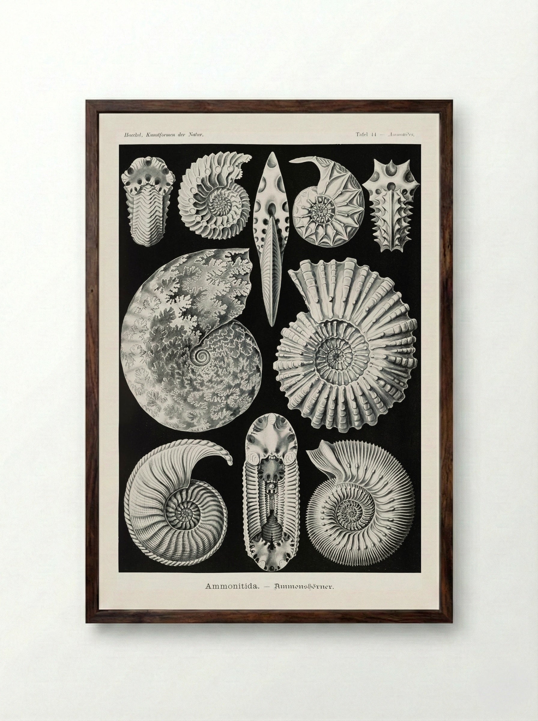 Ammonitida-Ammonshörner (1904) - Ernst Haeckel - Framed Print Dark Wood