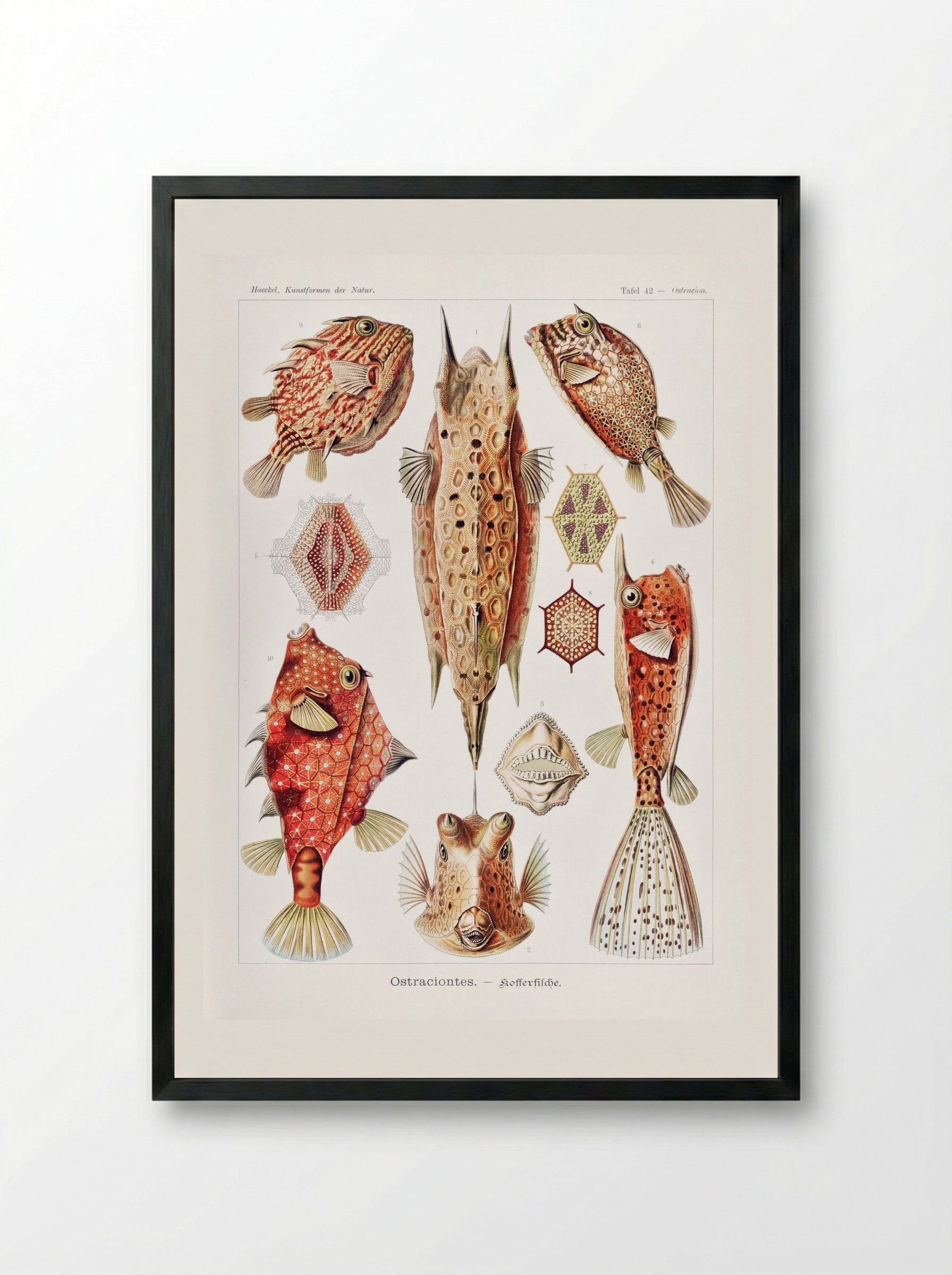Ostraciontes-Kofferfilche (1904) - Ernst Haeckel - Framed Print Black