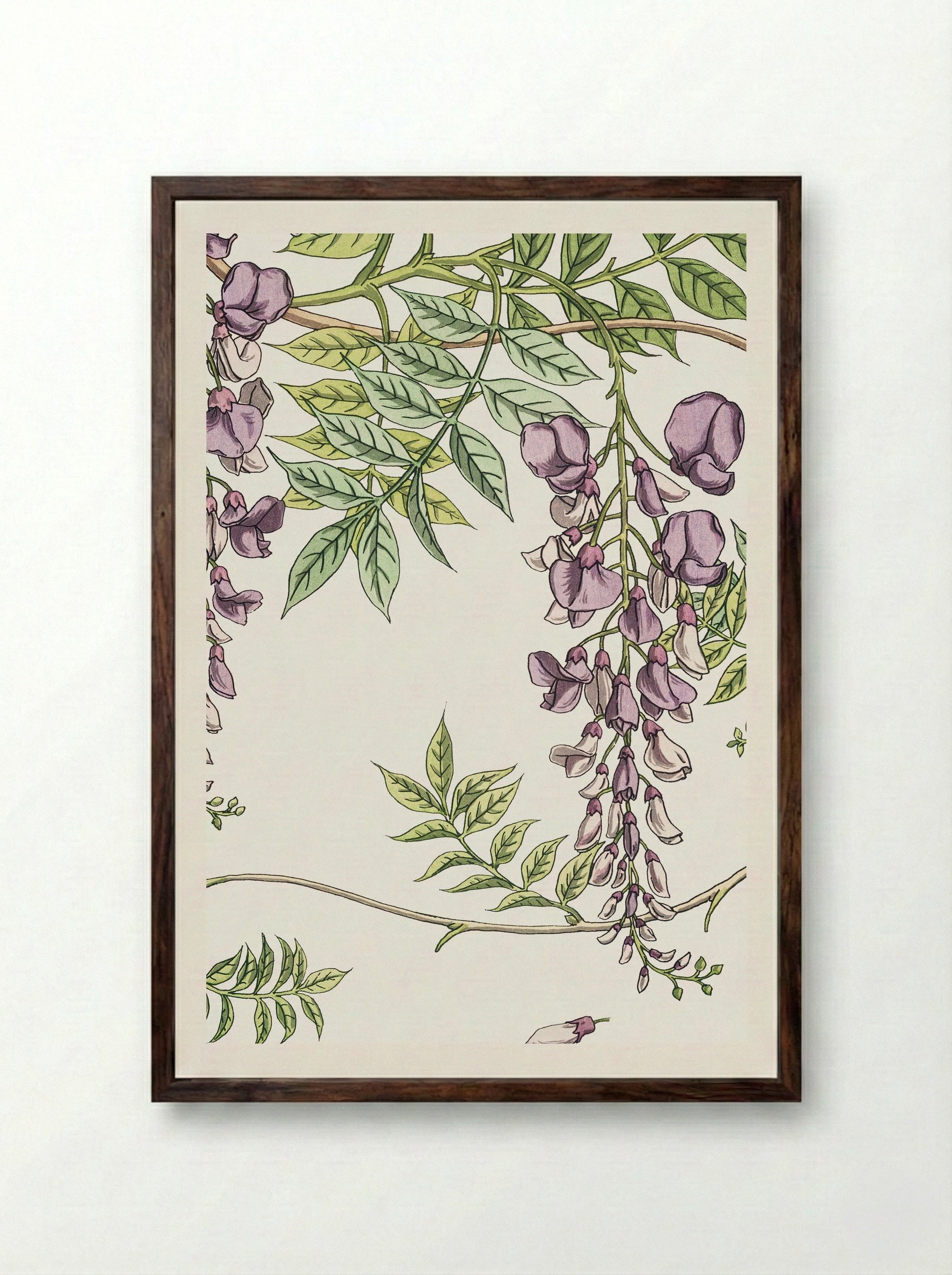 Glycine, Wisteria - Maurice Pillard Verneuil - Framed Print Dark Wood
