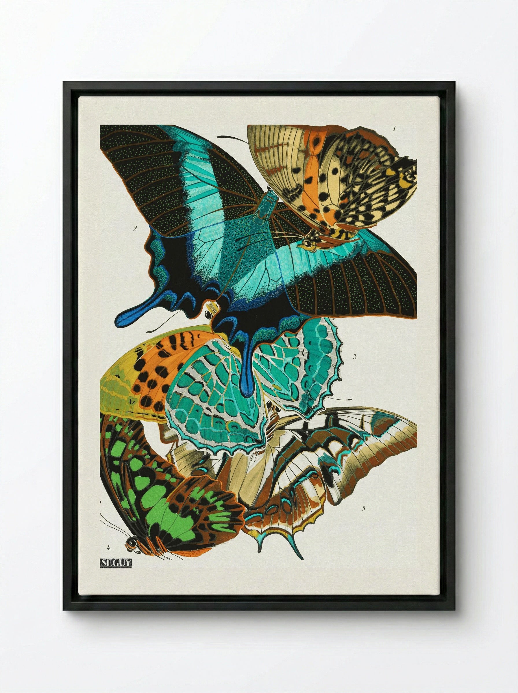 Butterflies (Plate 13) - Eugène Alain Séguy - Framed Canvas Black