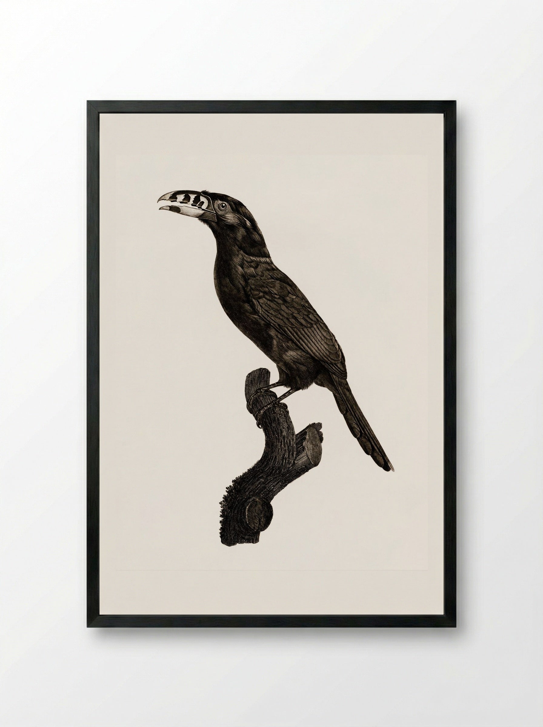 Black-necked Aracari, Male - Jacques Barraband - Framed Print Black