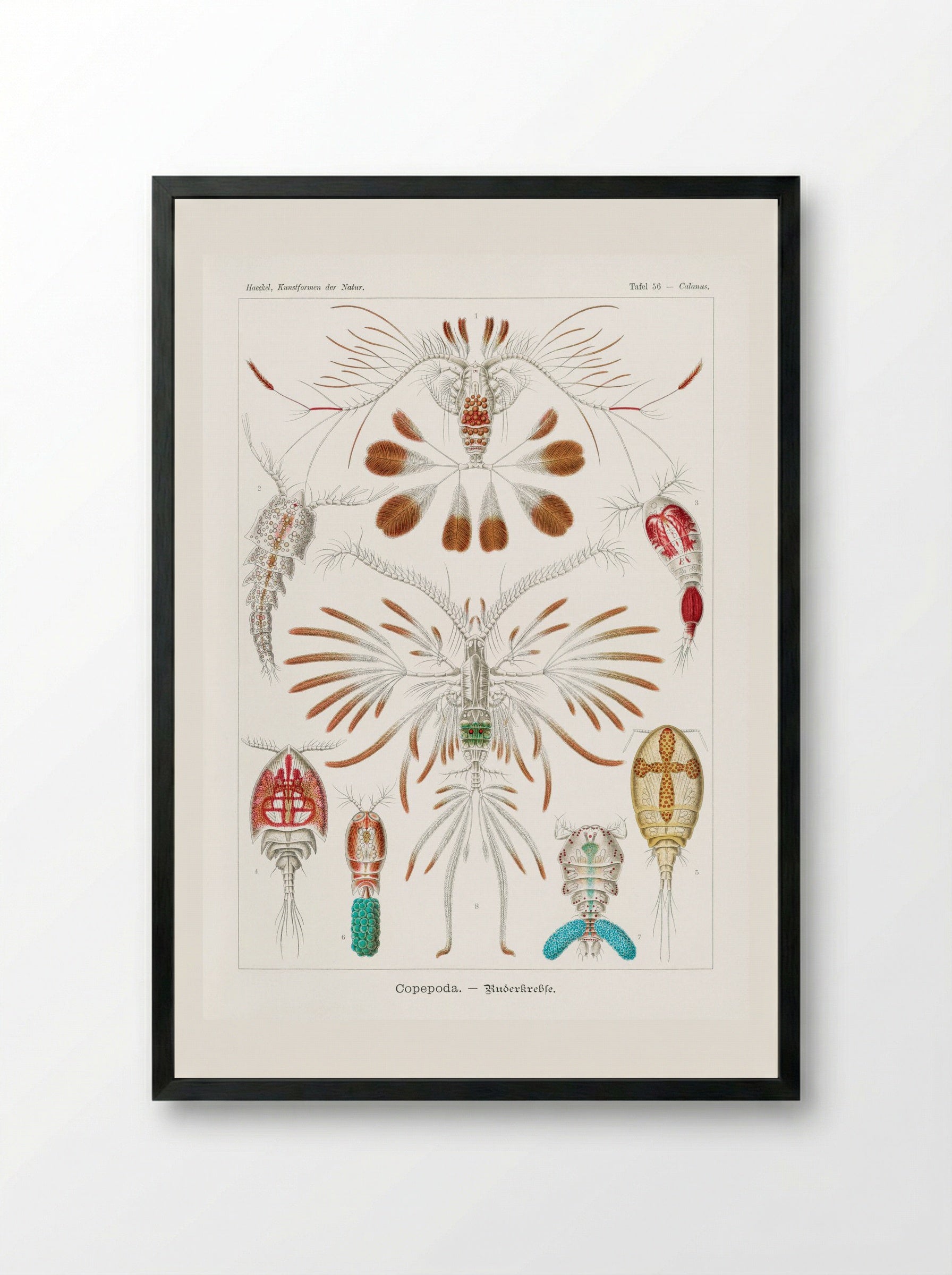 Copepoda-Ruderkrebse (1904) - Ernst Haeckel - Framed Print Black