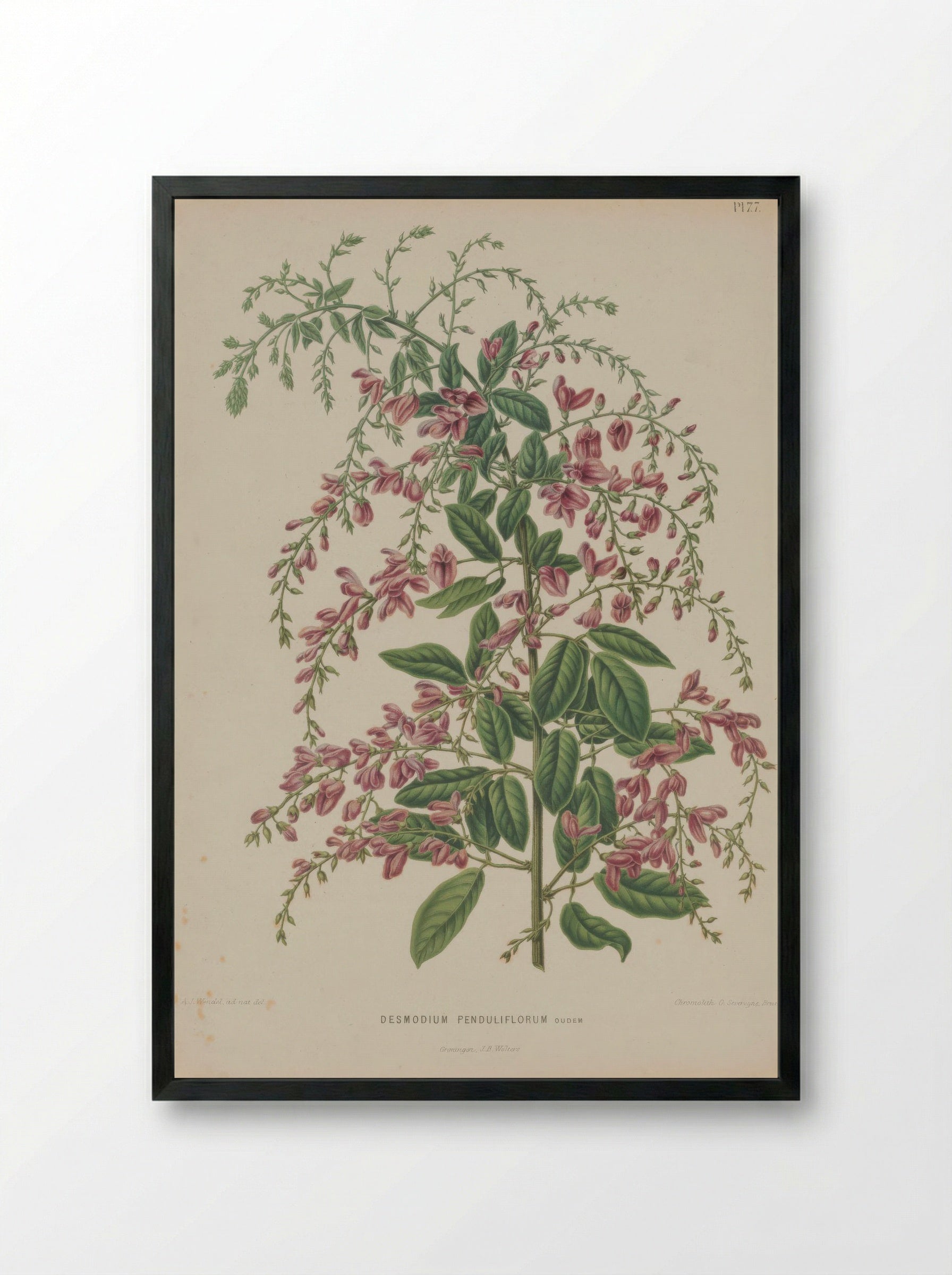 Desmodium thunbergii – A.J. Wendel - Framed Print Black