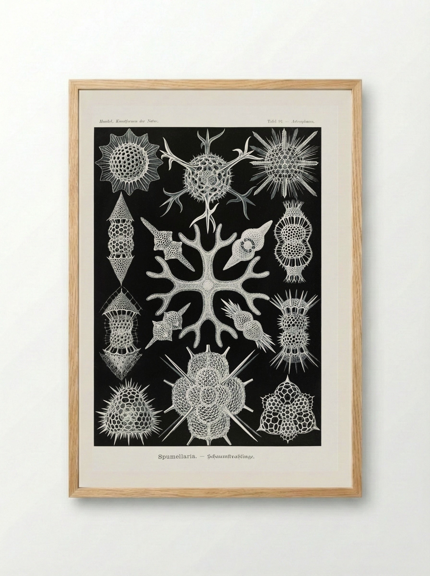 Spumellaria-Schaumstrahlinge (1904) - Ernst Haeckel - Framed Print Wood