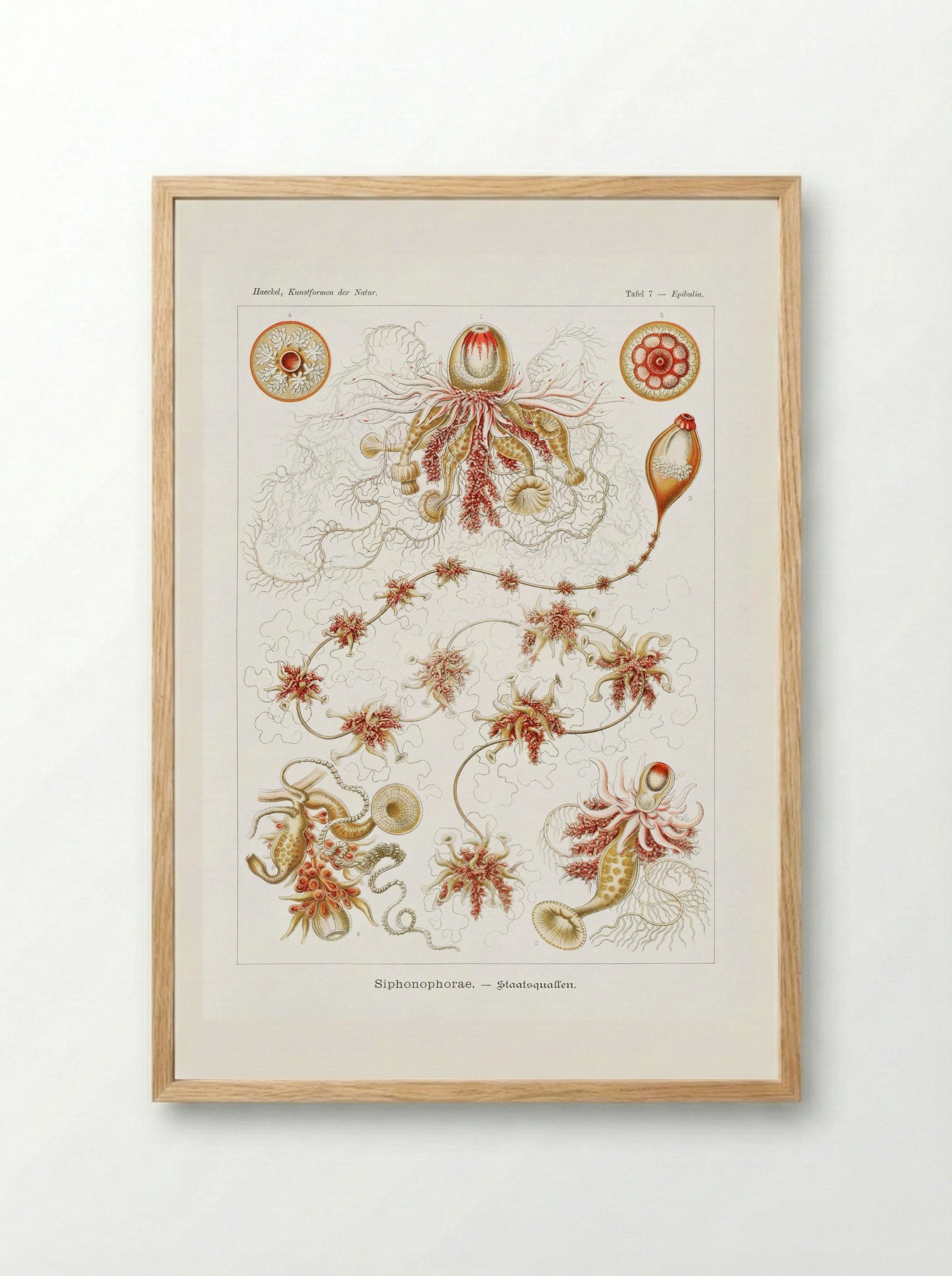 Siphonophorae-Staatsquallen (1904) - Ernst Haeckel - Framed Print Wood