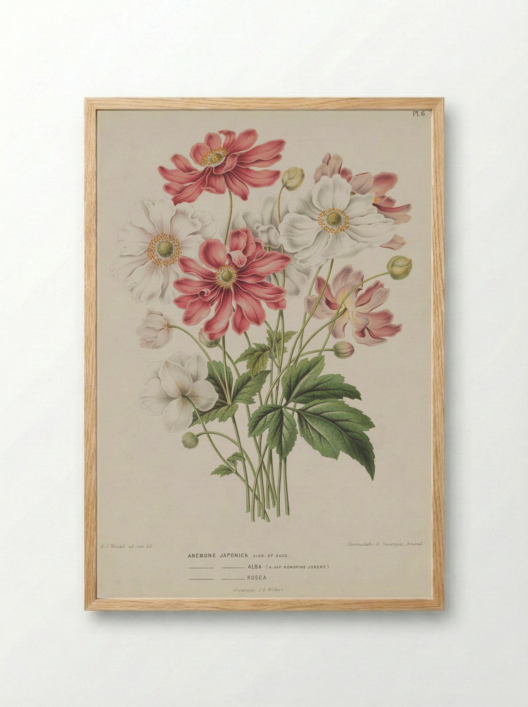 Anemone Scabiosa H.l V. Vaniot - A. J. Wendel - Framed Print Wood