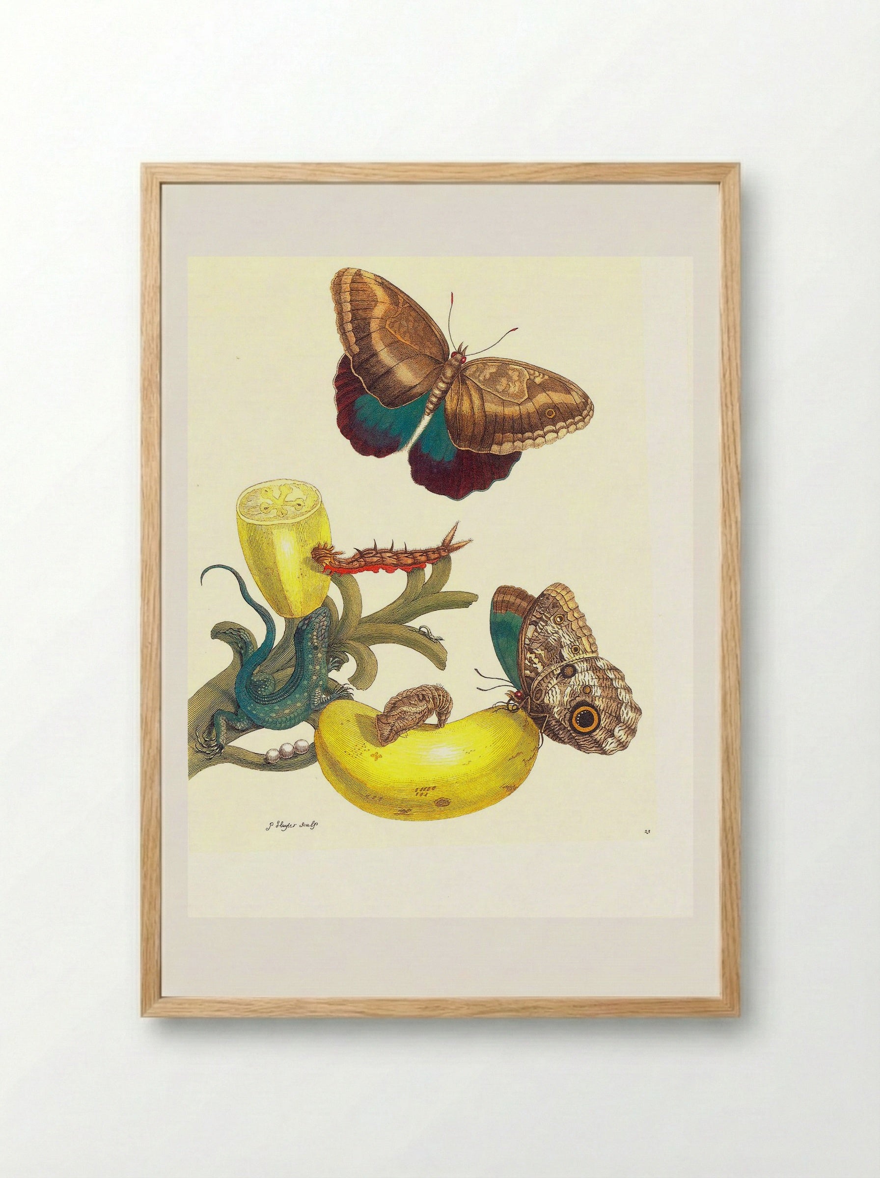 Plate #23- Musa paradisiaca, Caligo teucer and Cnemidophorus lemniscatus - Maria Sibylla Merian - Framed Print Wood