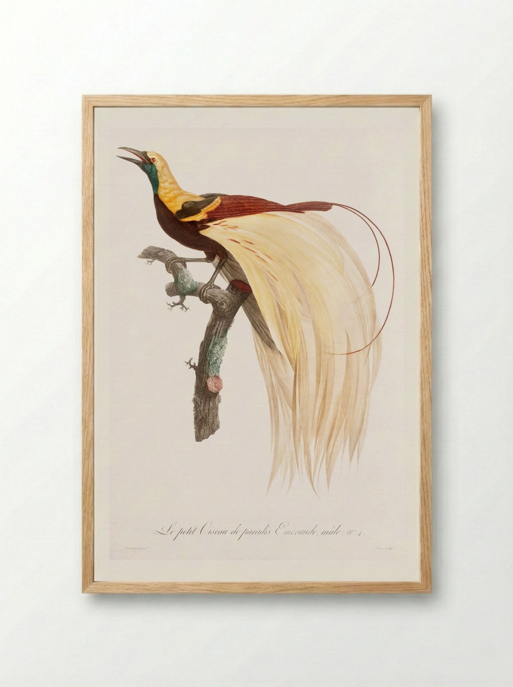 Young Emperor Bird-of-Paradise, Male - Jacques Barraband - Framed Print Wood