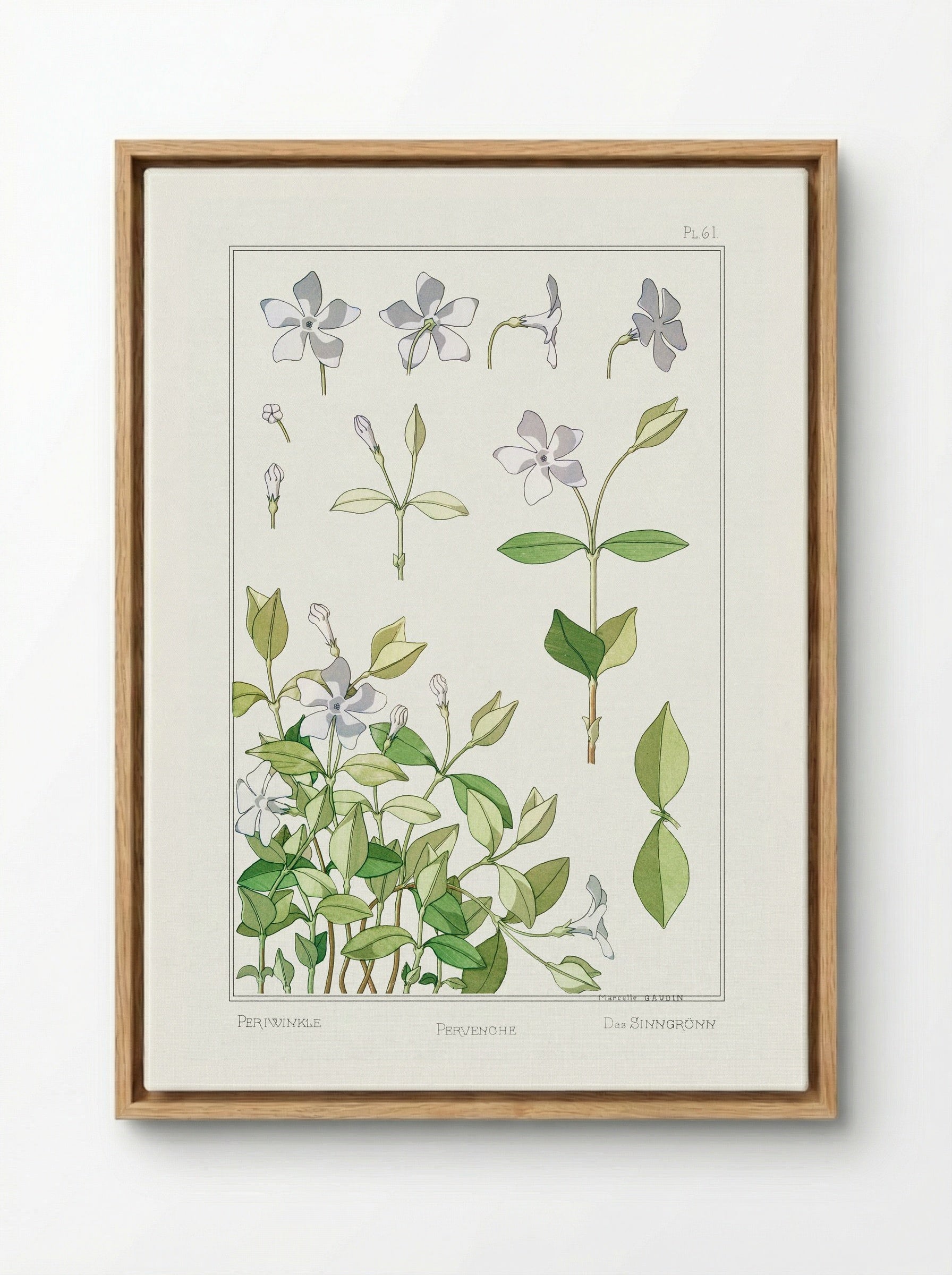 Pervenche (Periwinkle) - Maurice Pillard Verneuil - Framed Canvas Wood