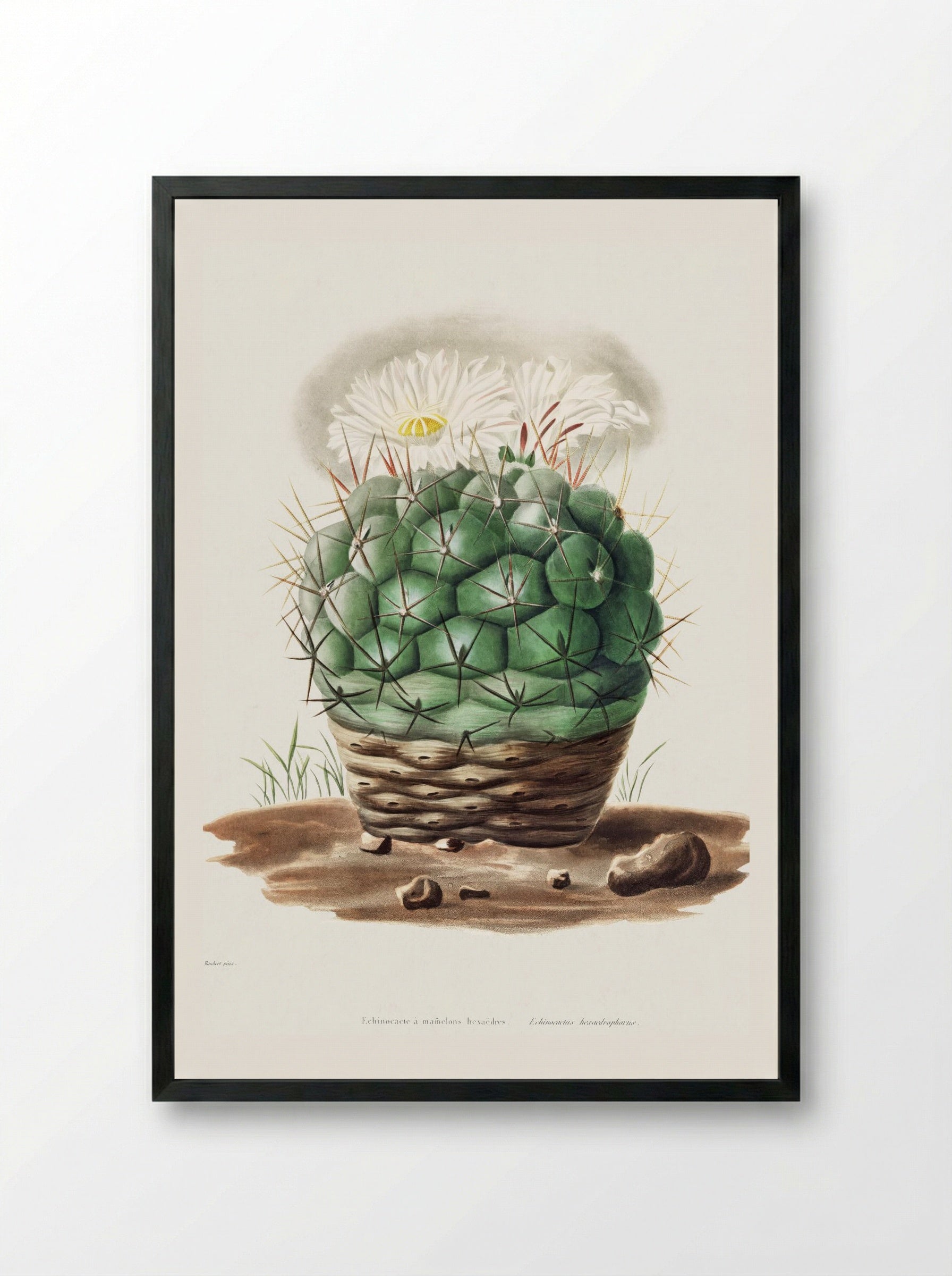 Echinocactus Hexaedrophorus - Charles Antoine Lemaire - Framed Print Black