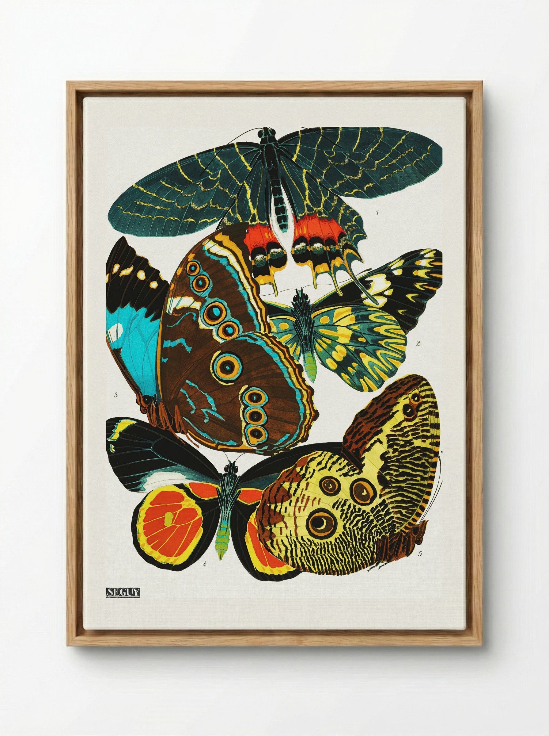 Butterflies (Plate 2) - Eugène Alain Séguy - Framed Canvas Wood