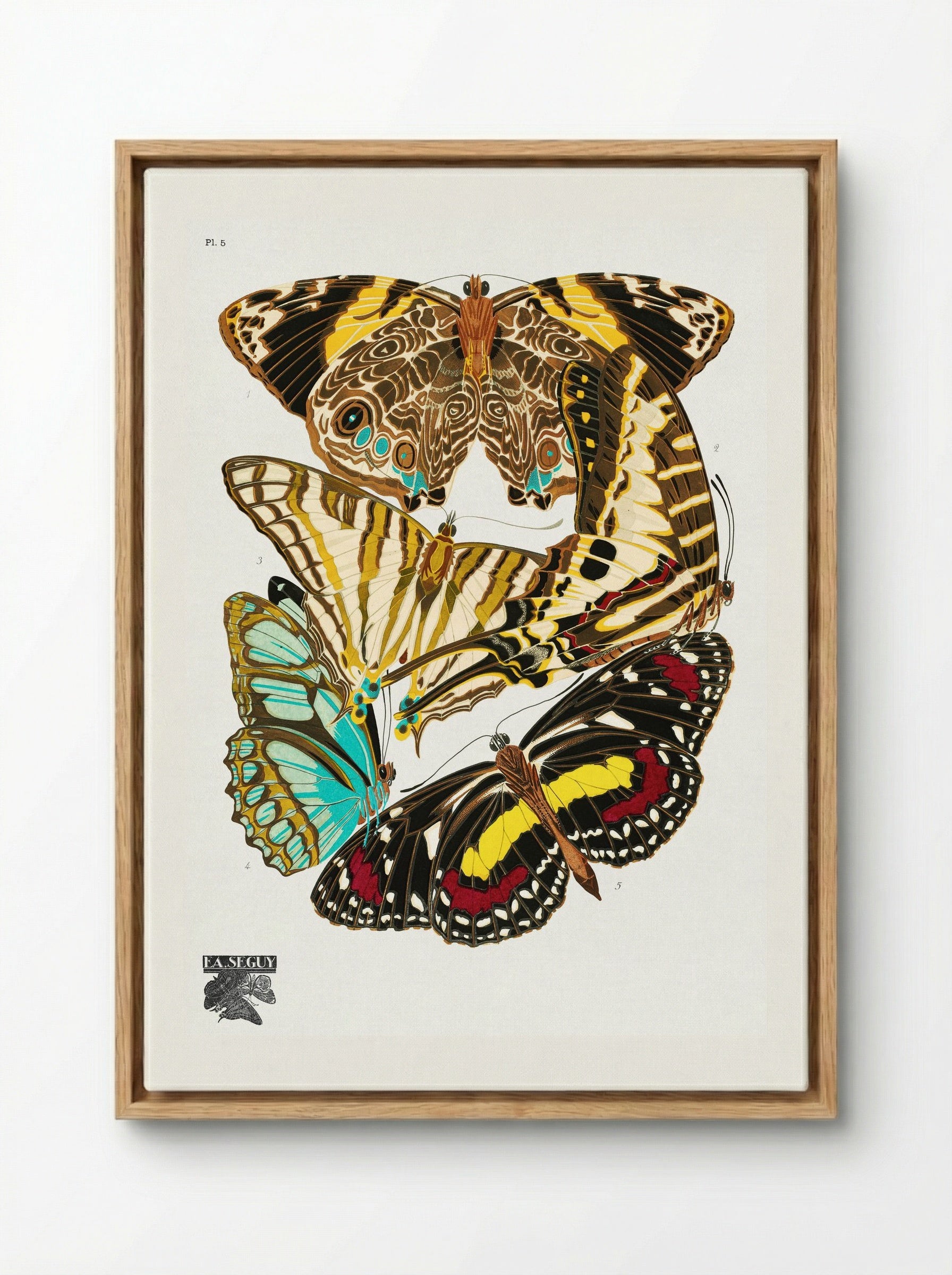 Butterflies, Plate 5 - Émile-Allain Séguy - Framed Canvas Wood