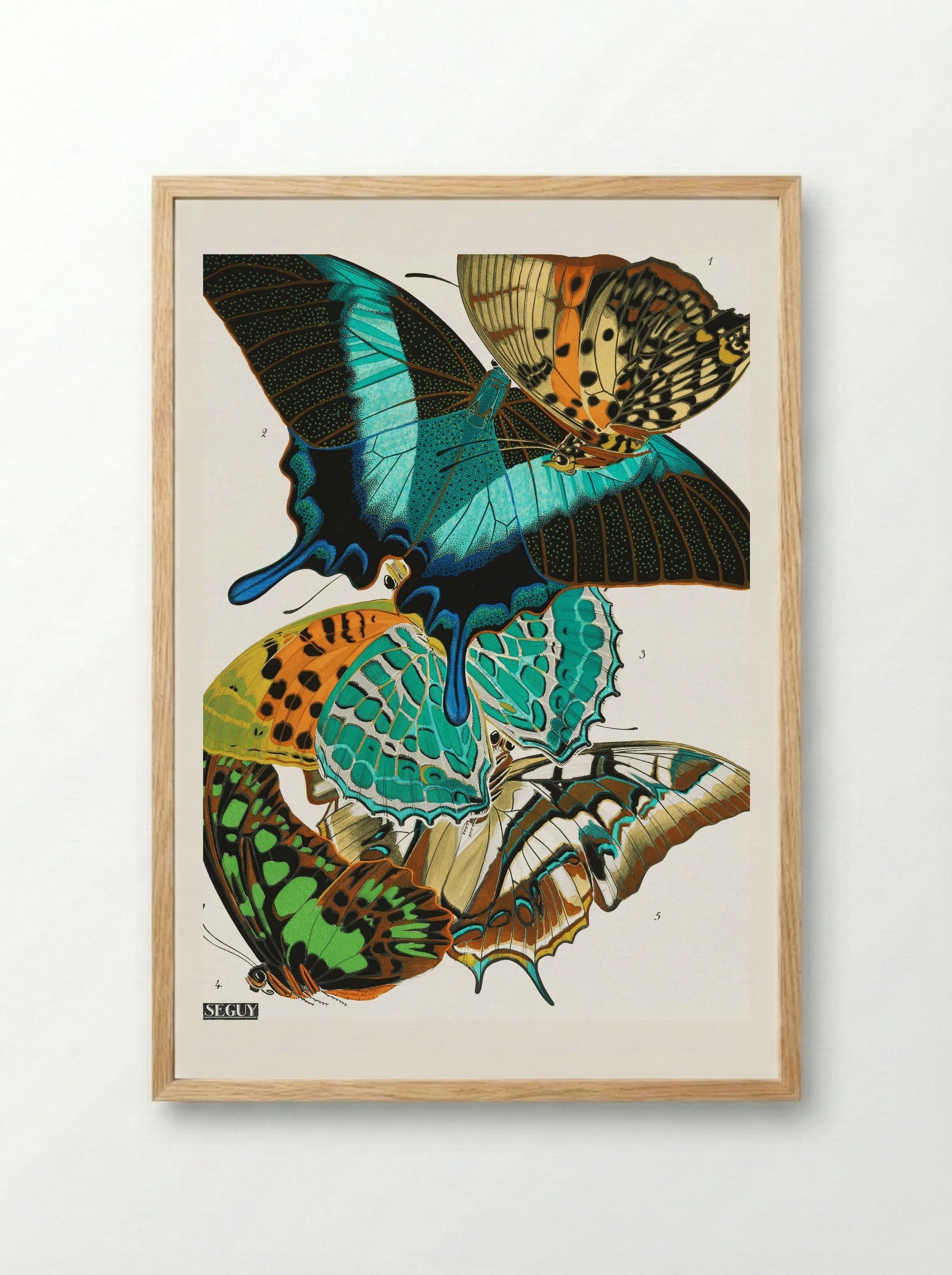 Butterflies (Plate 13) - Eugène Alain Séguy - Framed Print Wood