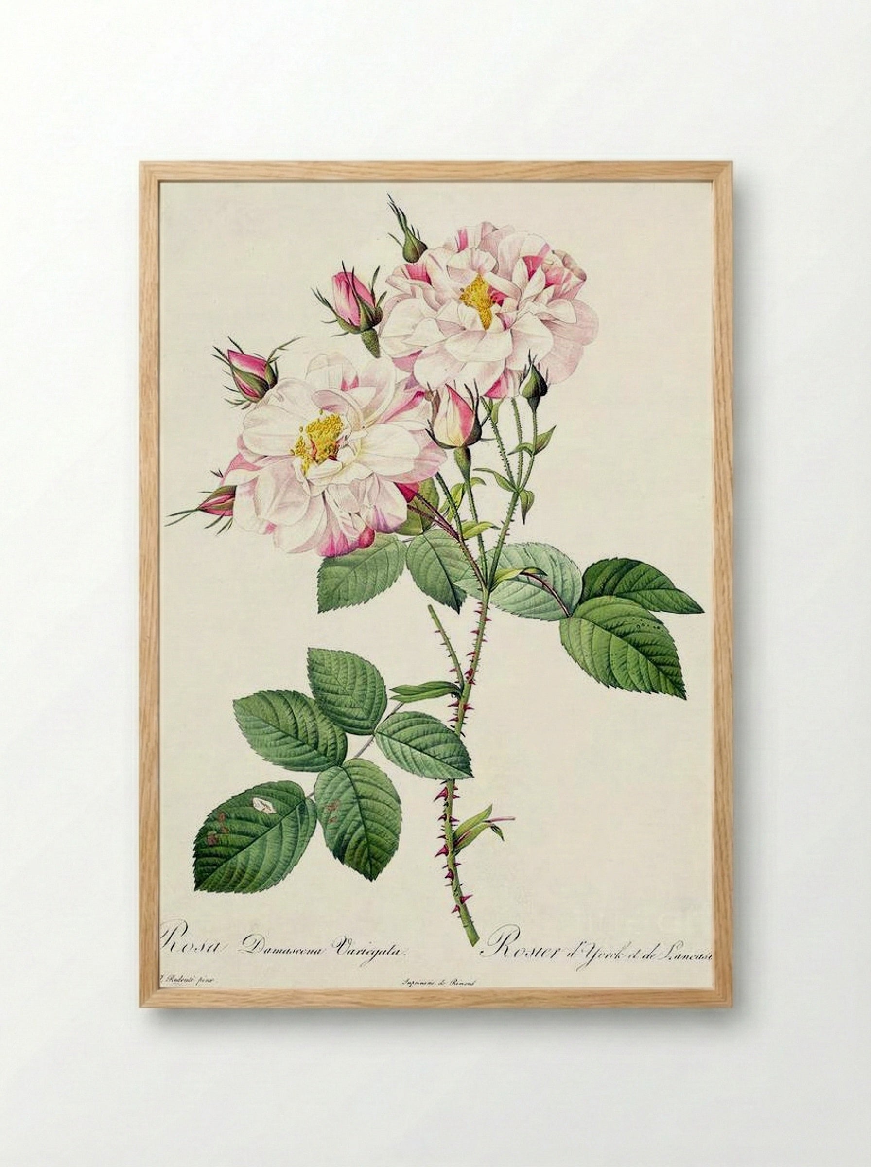 York and Lancaster - Pierre-Joseph Redouté - Framed Print Wood