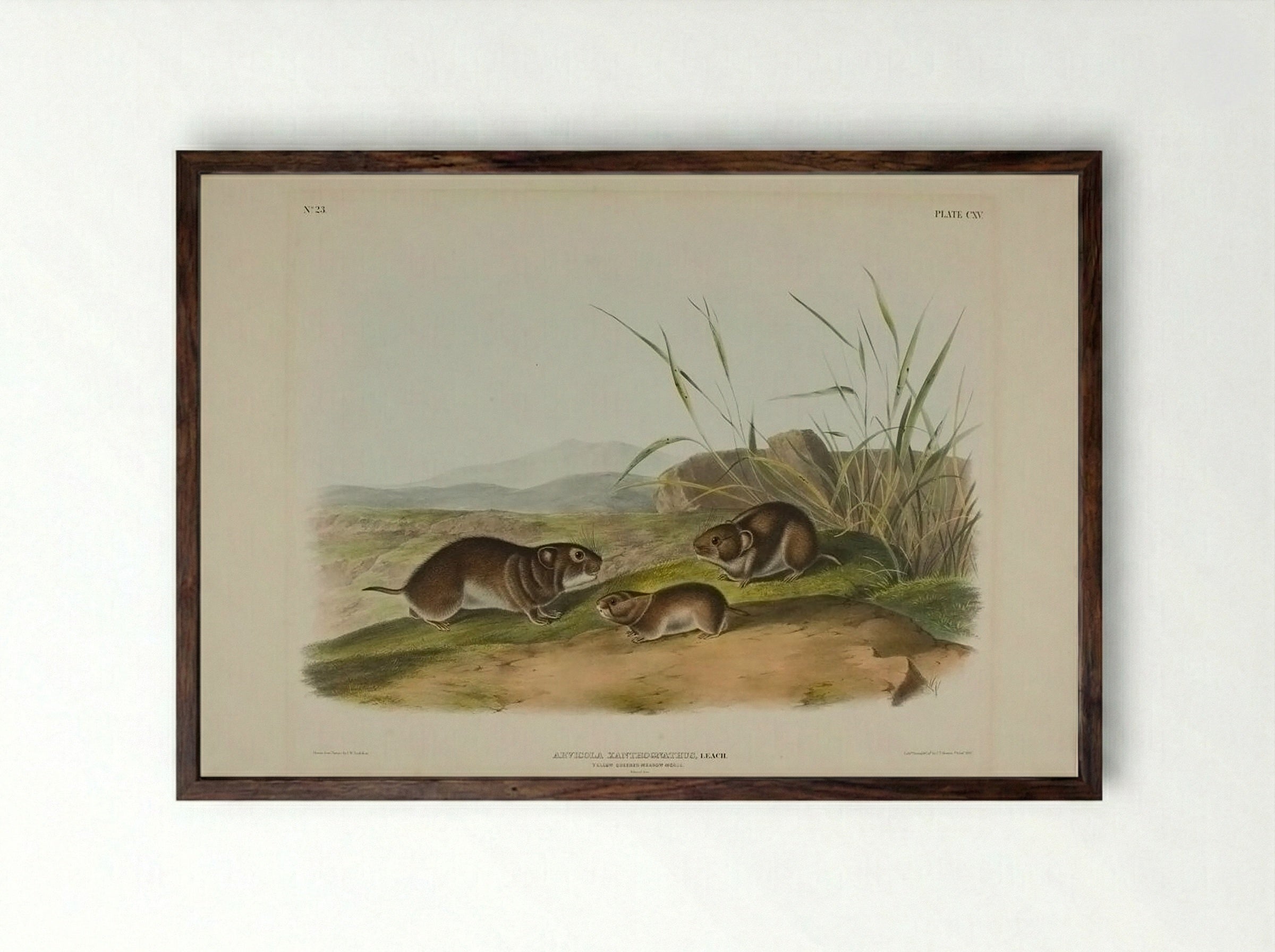 Yellow Cheeked Meadow Mouse (Arviicola Xanthognathus, Leach) - John James Audubon - Framed Print Dark Wood