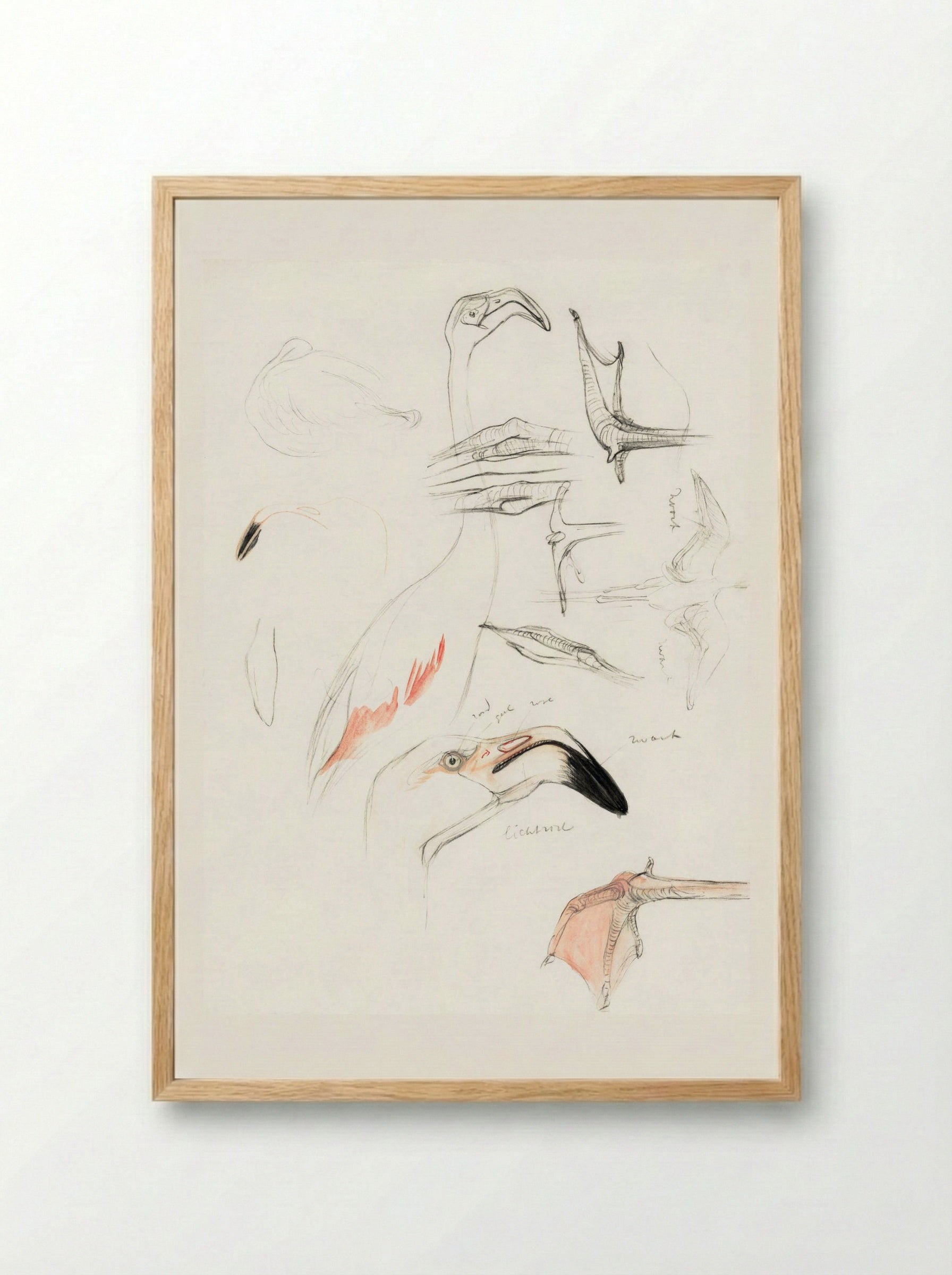 Studies of a Flamingo - Theo van Hoytema - Framed Print Wood