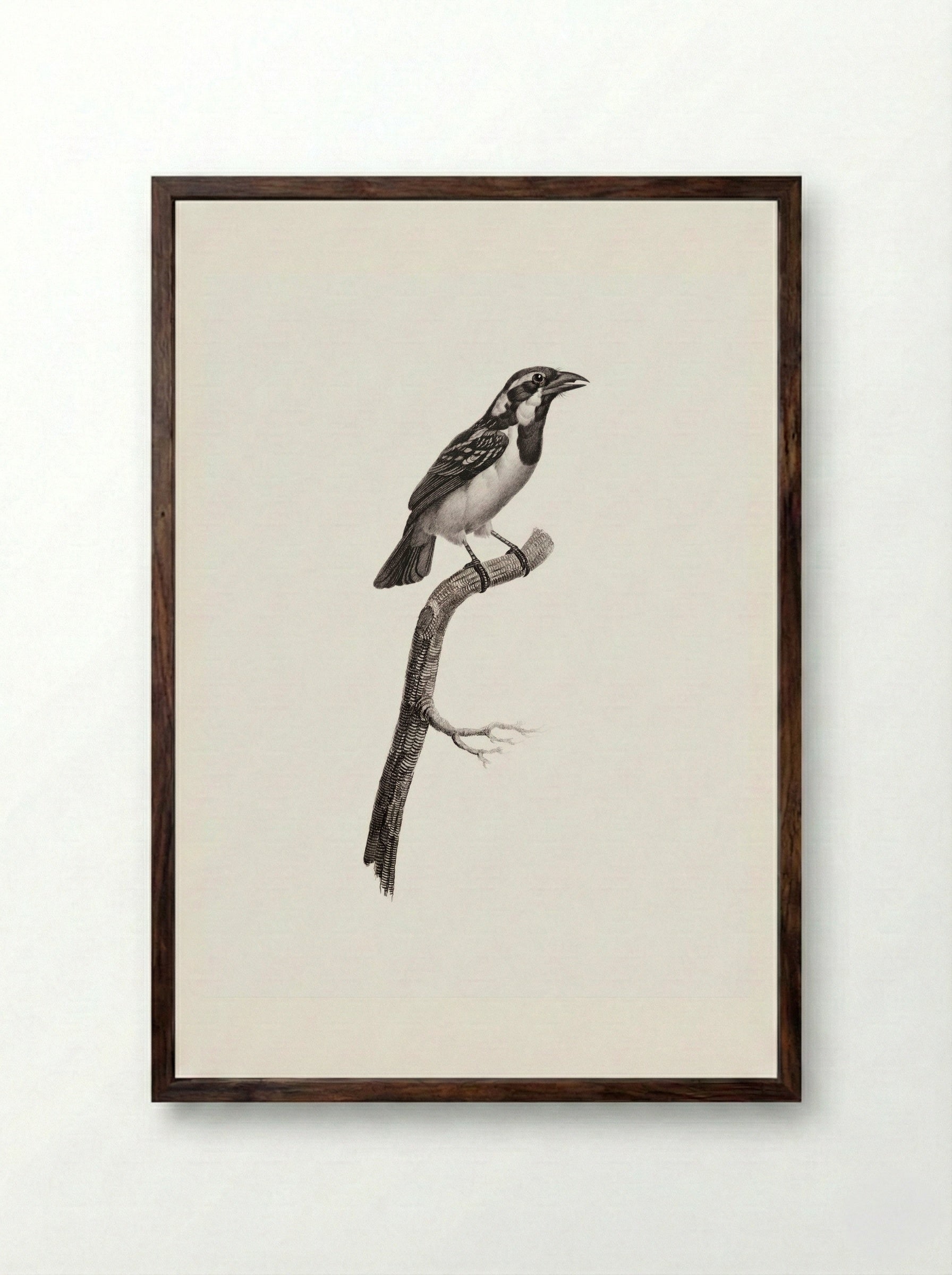Black-throated Sparrow - Jacques Barraband - Framed Print Dark Wood