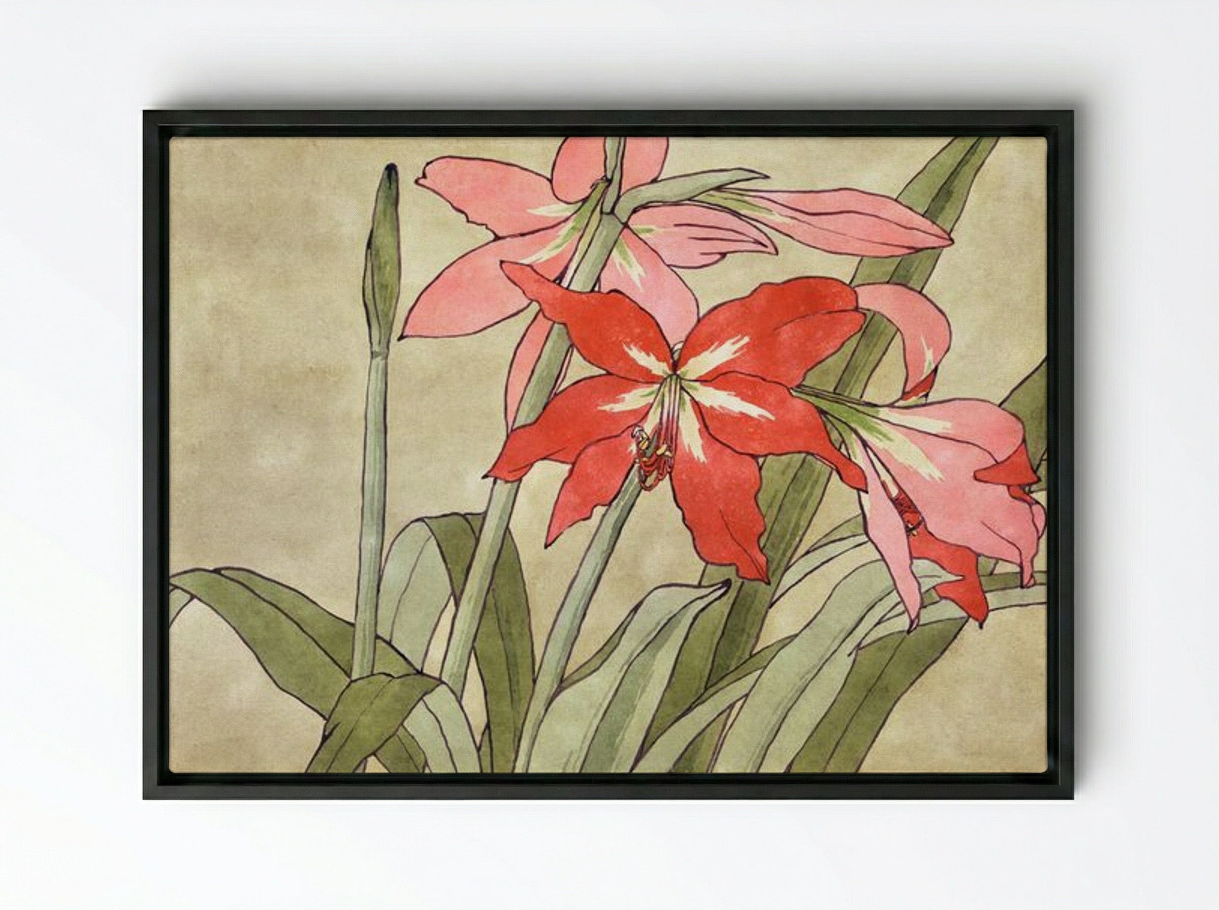 Amaryllis - Hannah Borger Overbeck - Framed Canvas Black