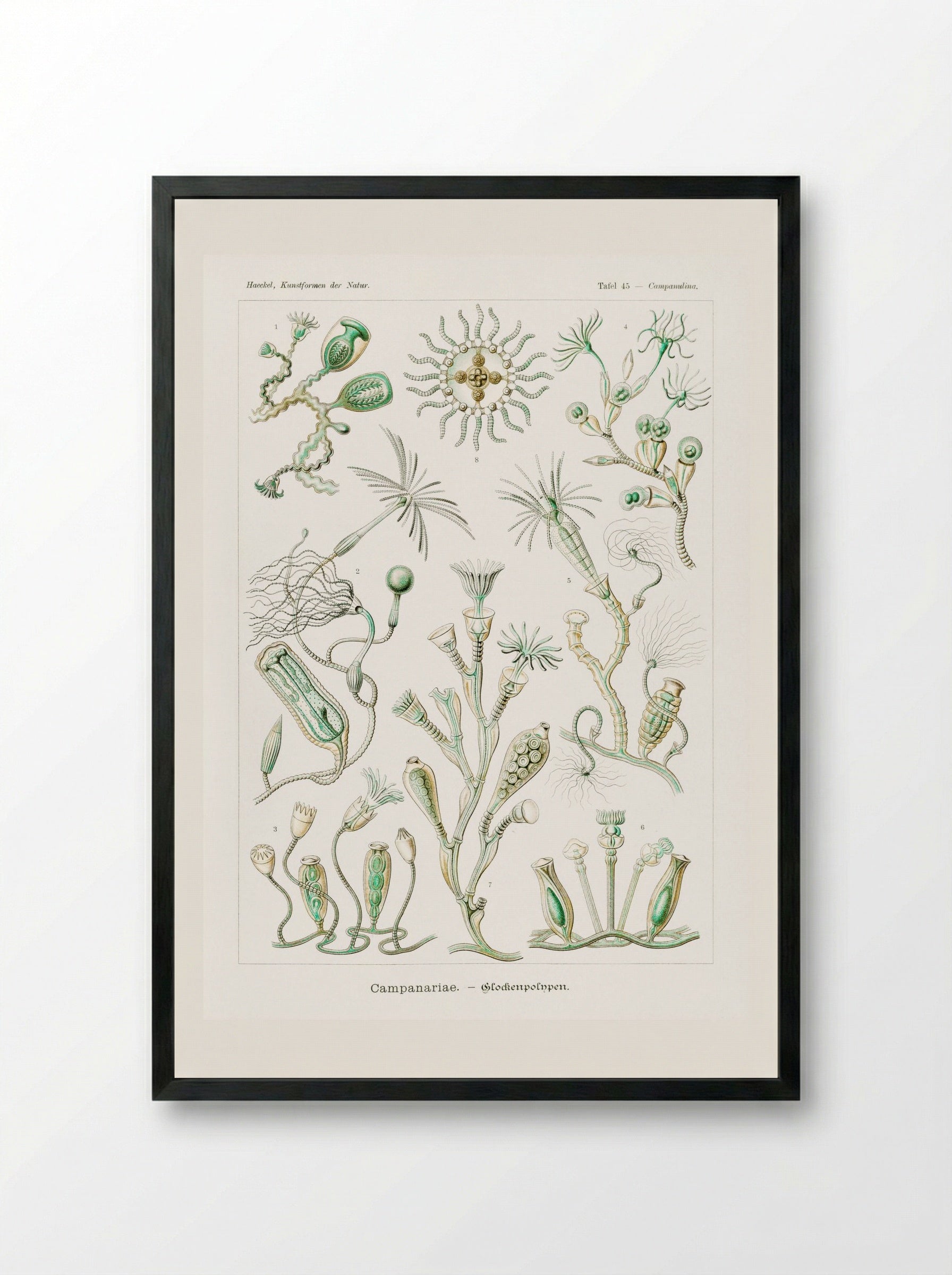 Campanariae-Glockenpolnpen (1904) - Ernst Haeckel - Framed Print Black