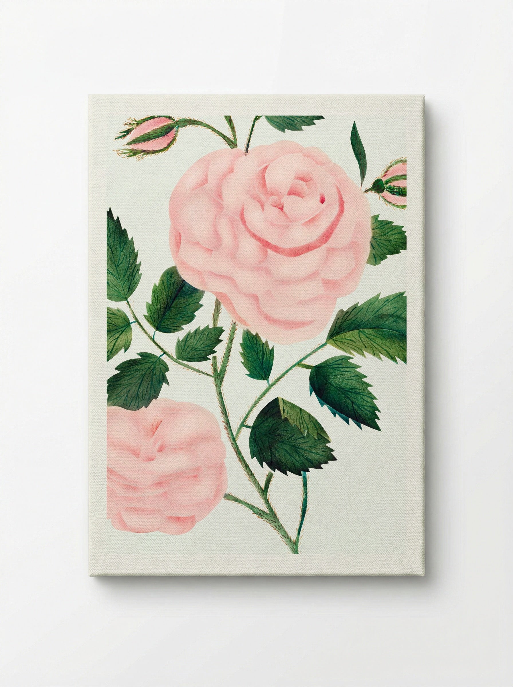 Damask Rose - Mary Altha Nims - Canvas