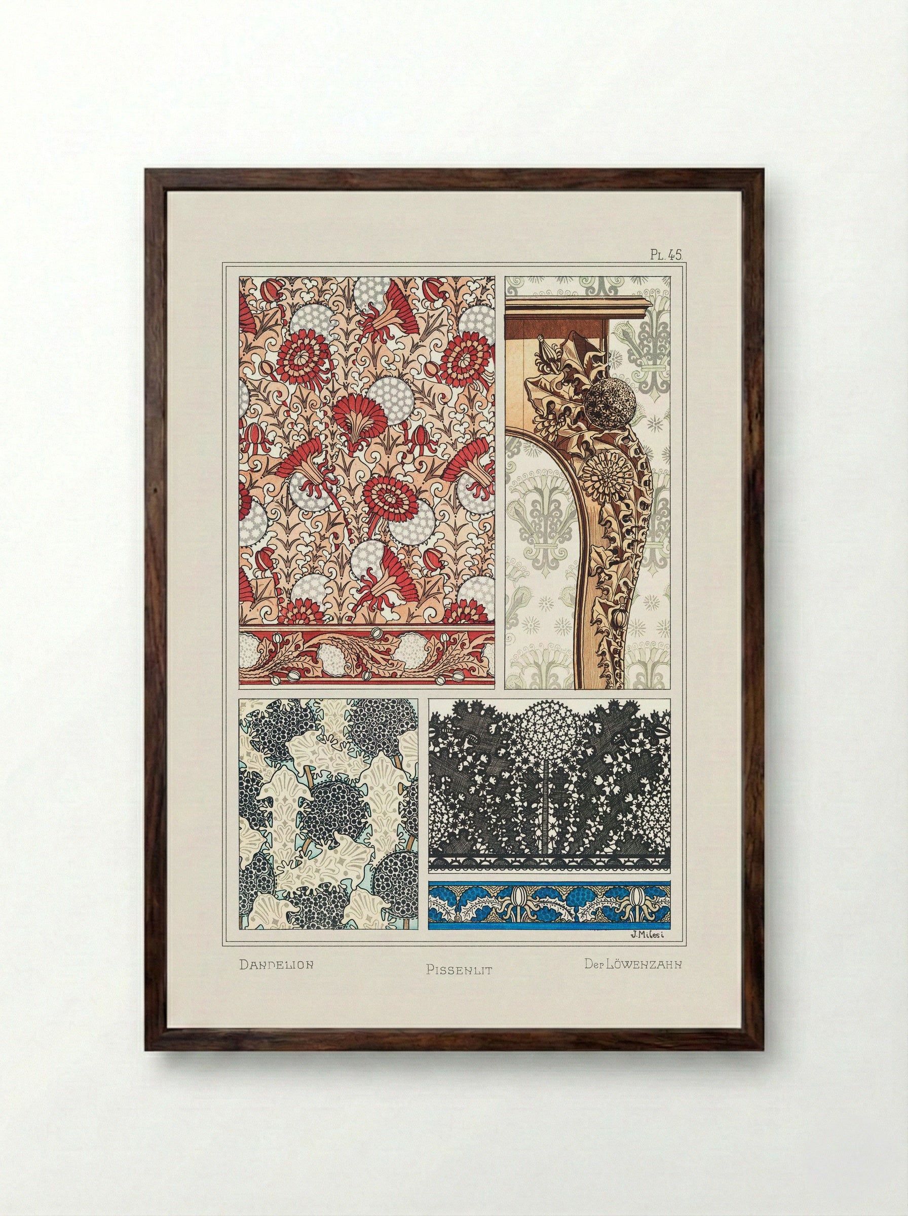 Pissenlit (Dandelion) from La Plante et ses Applications ornementales - Maurice Pillard Verneuil - Framed Print Dark Wood